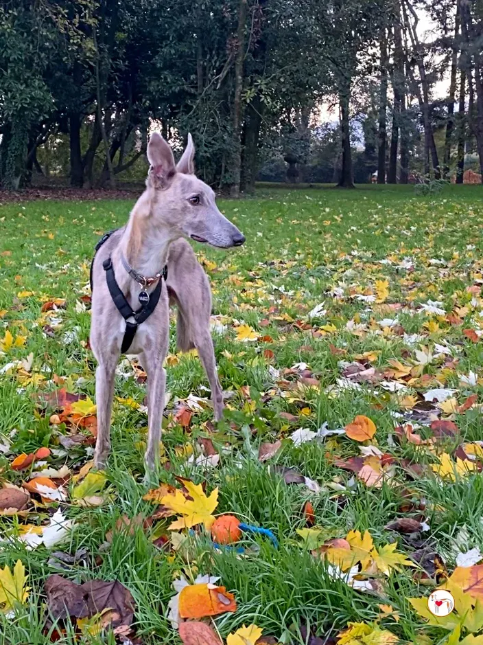 rocco grey adozione 18