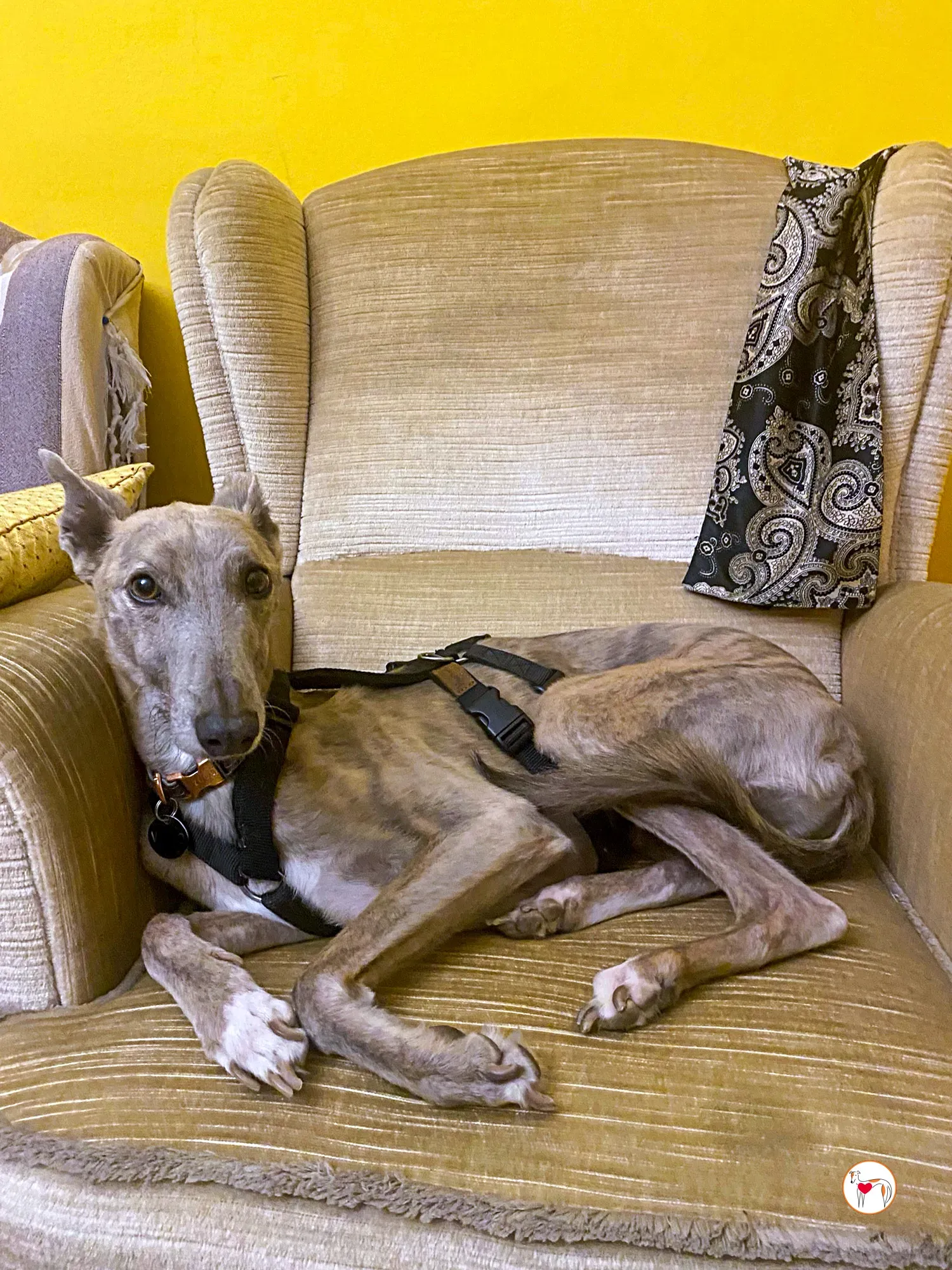 rocco grey adozione 19