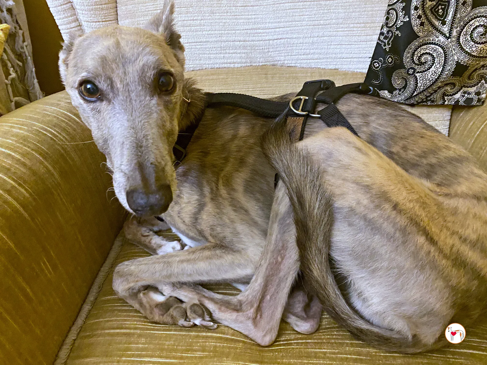 rocco grey adozione 20