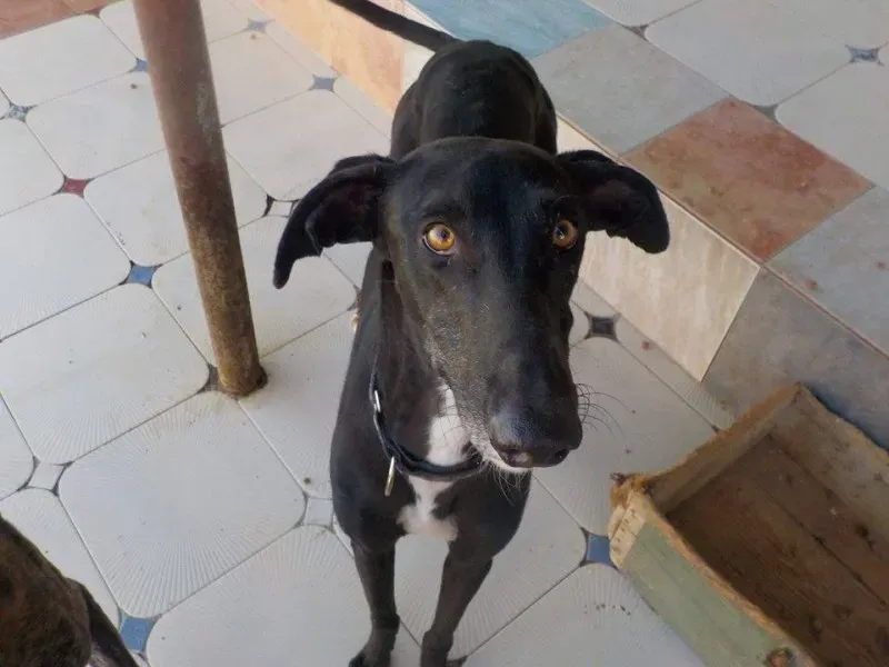 rochester quarantena