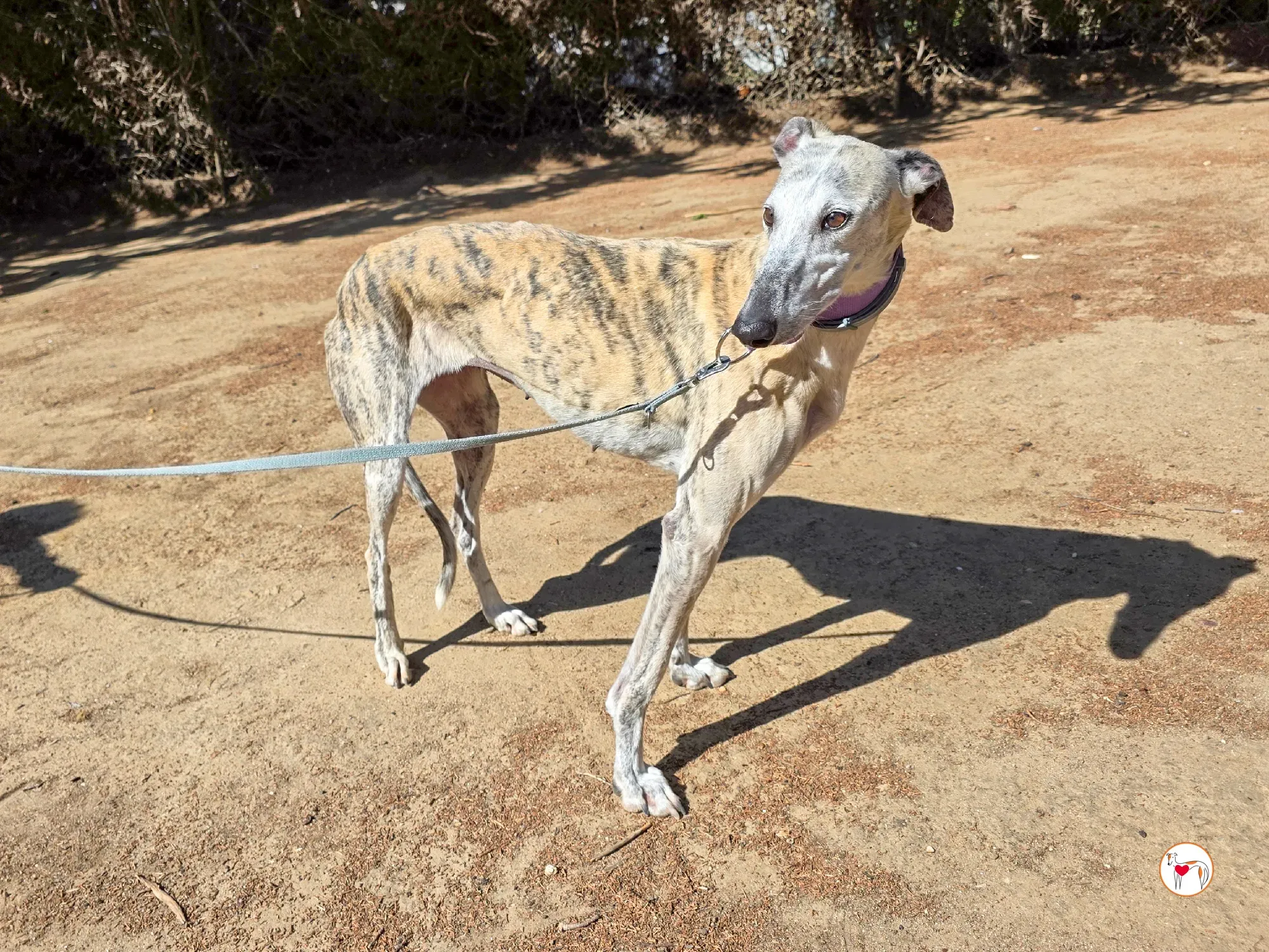 rocio galgo adozione 1