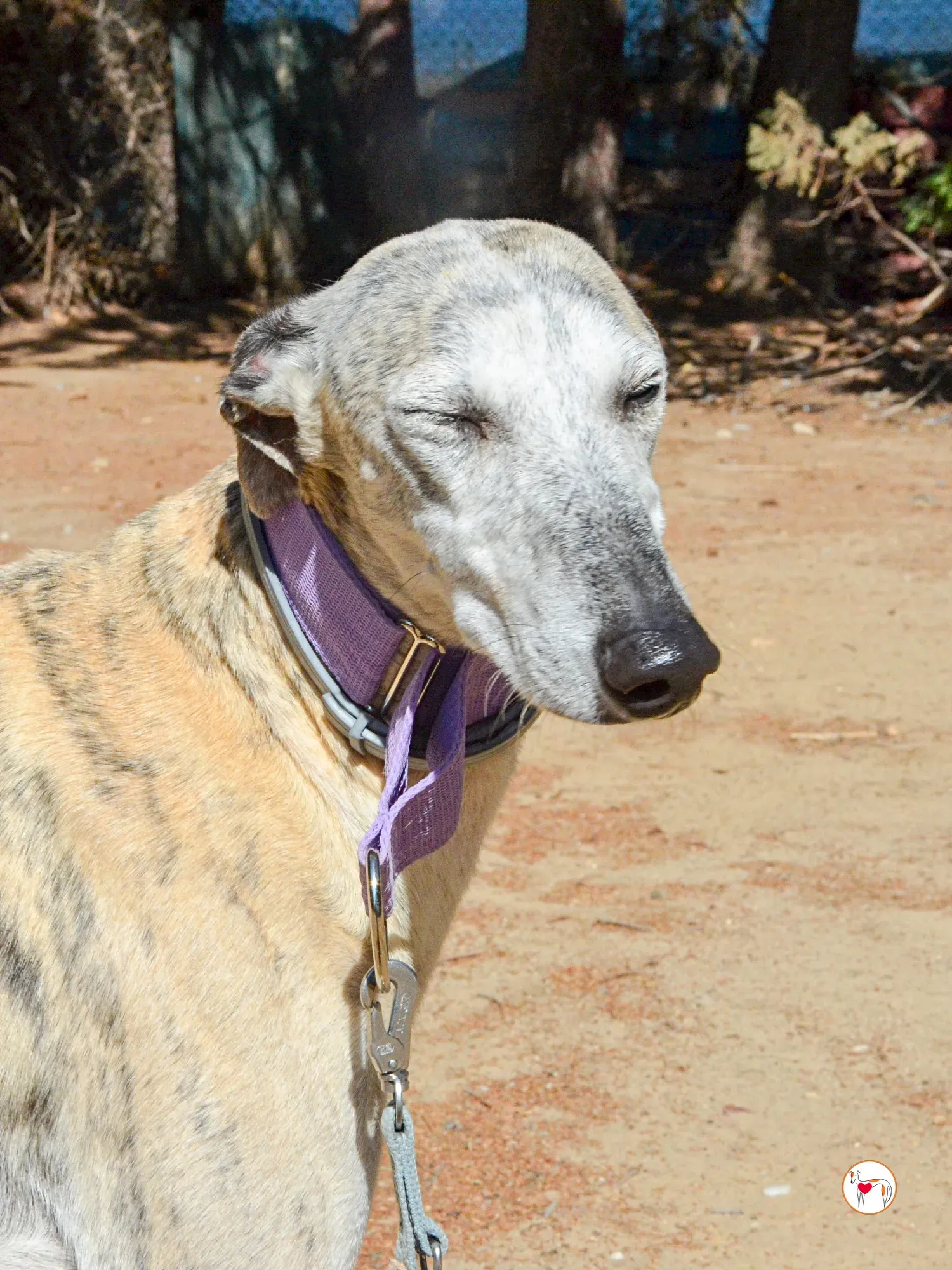 rocio galgo adozione 10