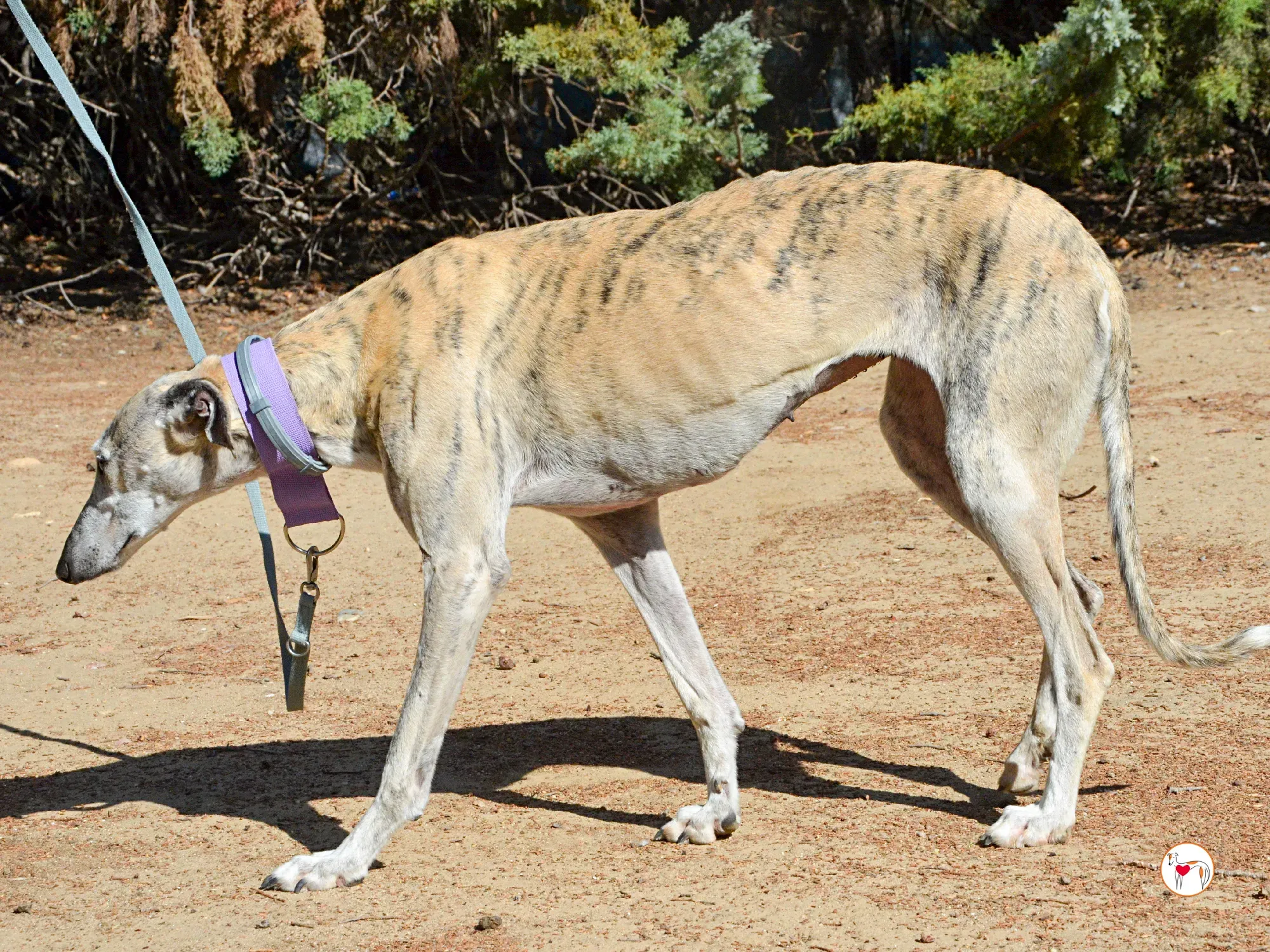 rocio galgo adozione 11