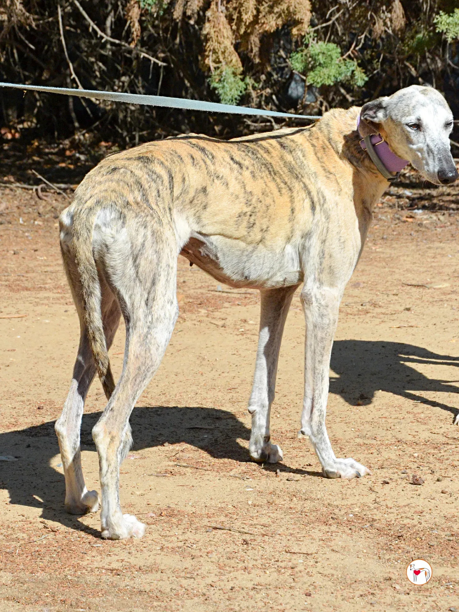 rocio galgo adozione 12