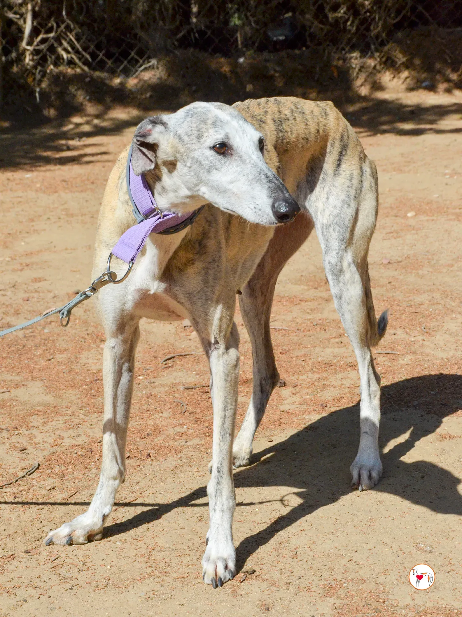 rocio galgo adozione 13