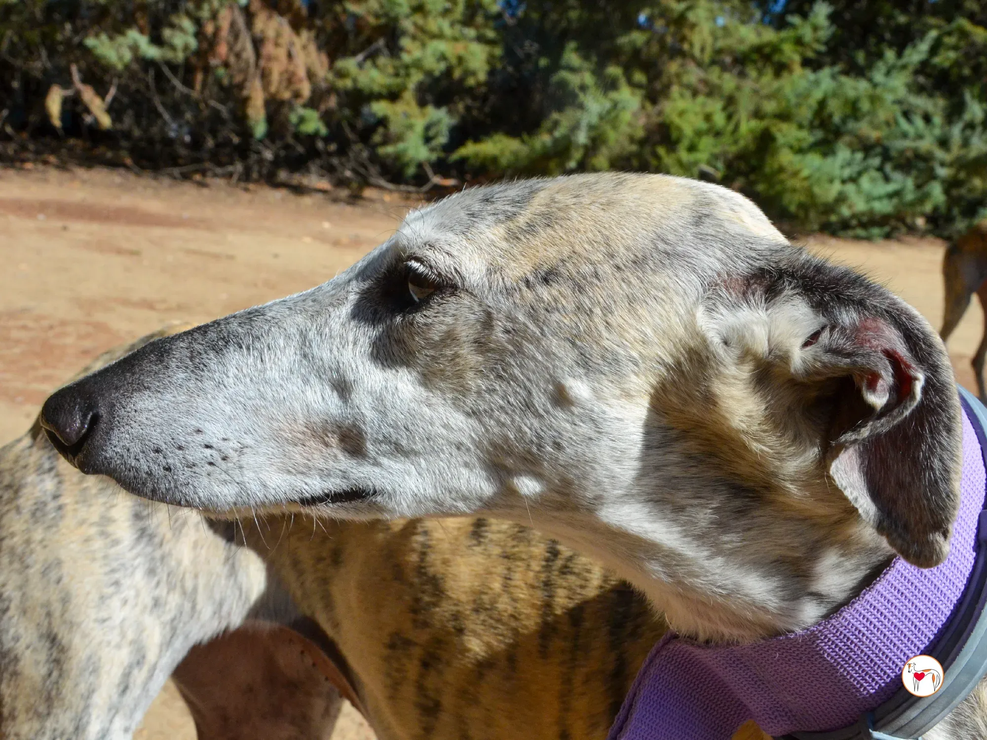 rocio galgo adozione 14