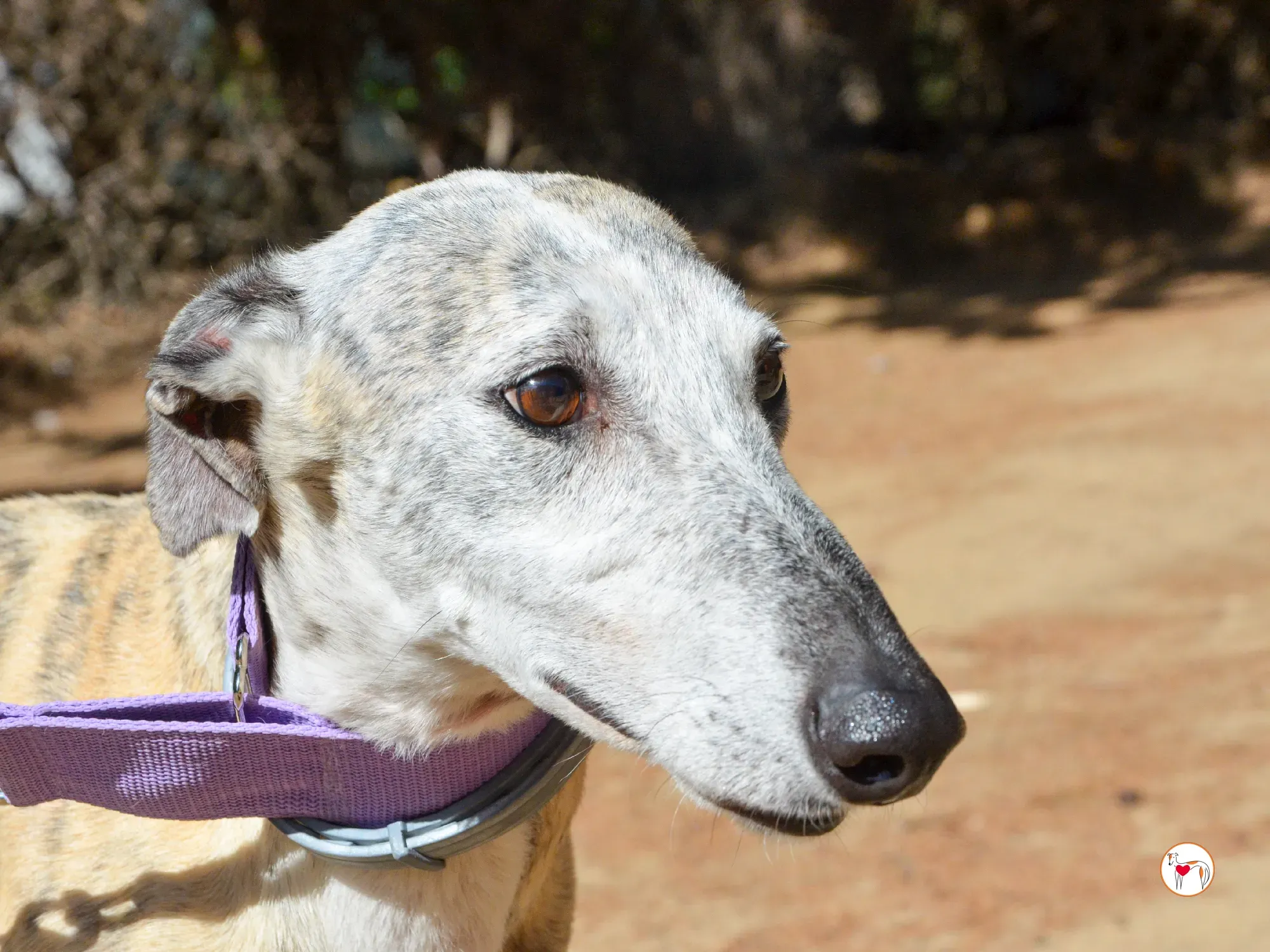 rocio galgo adozione 15