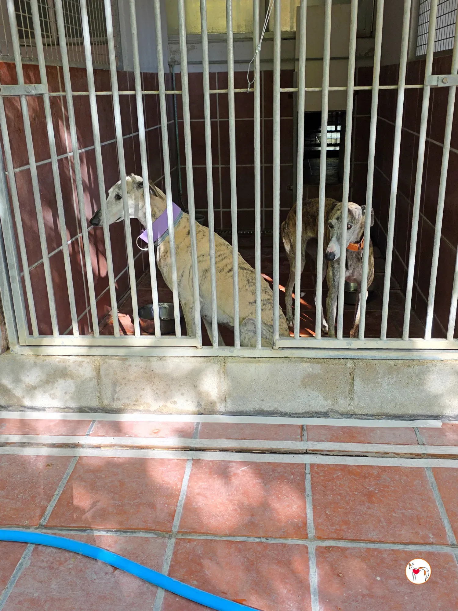 rocio galgo adozione 16