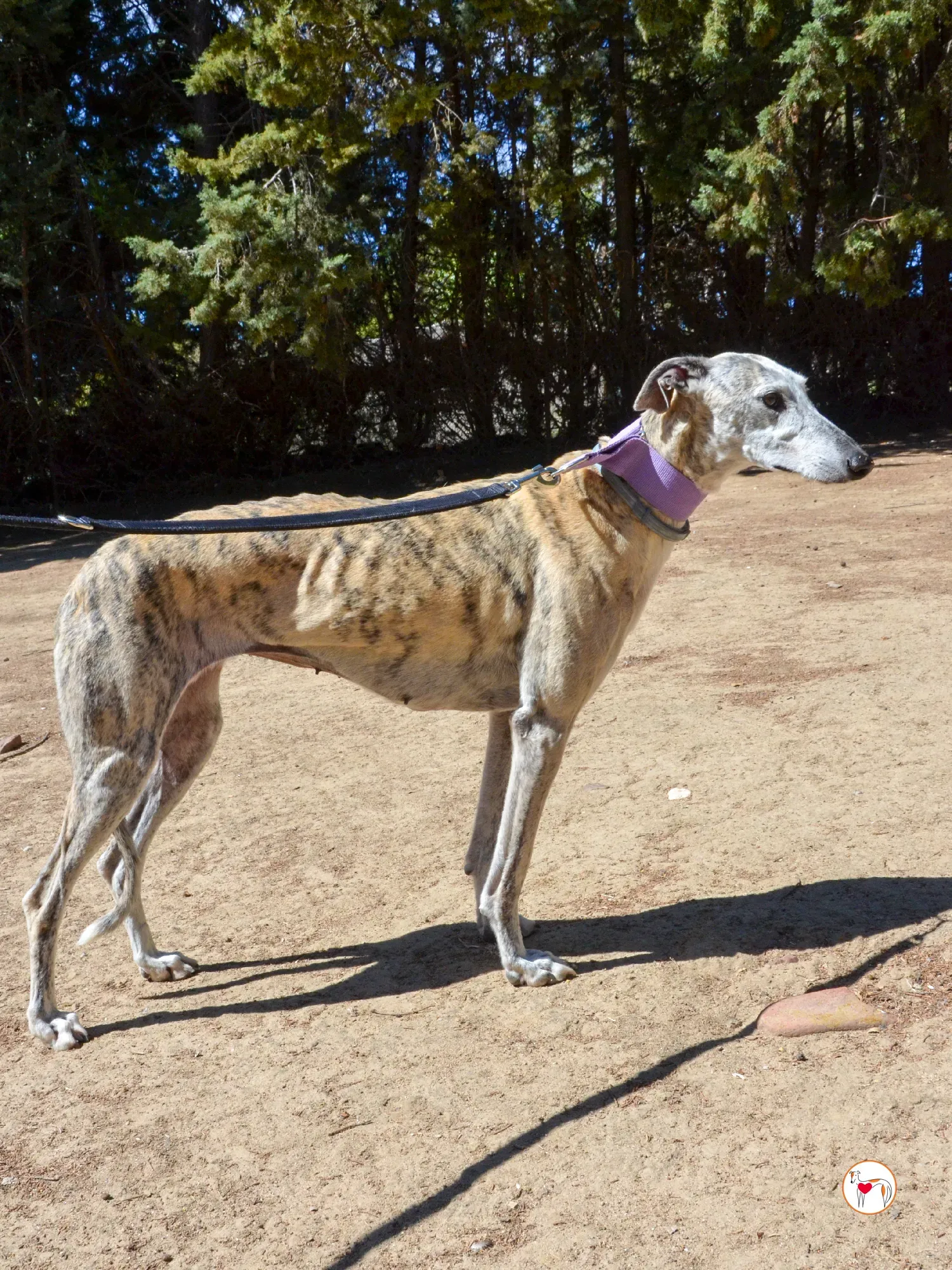 rocio galgo adozione 2