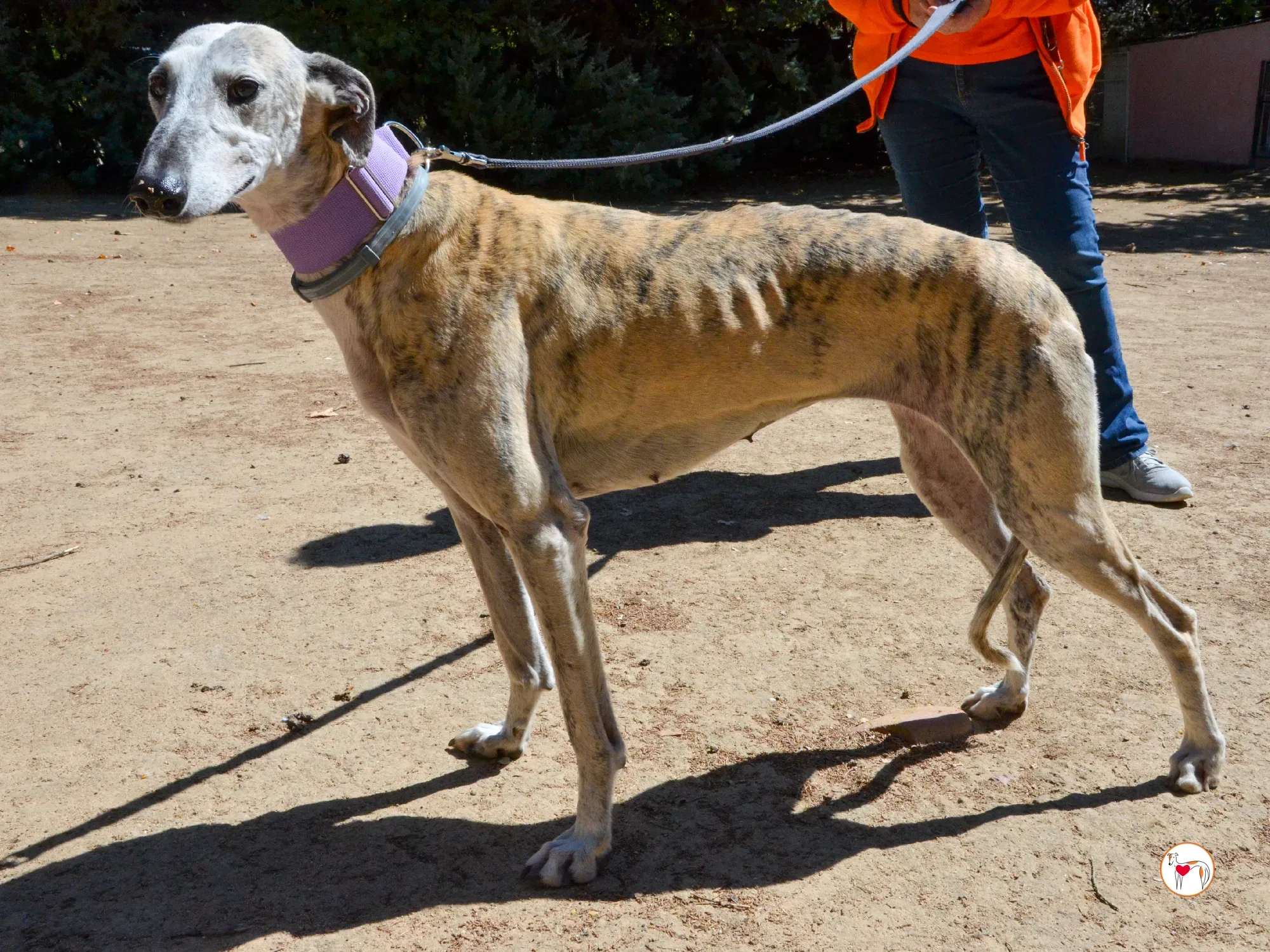 rocio galgo adozione 3