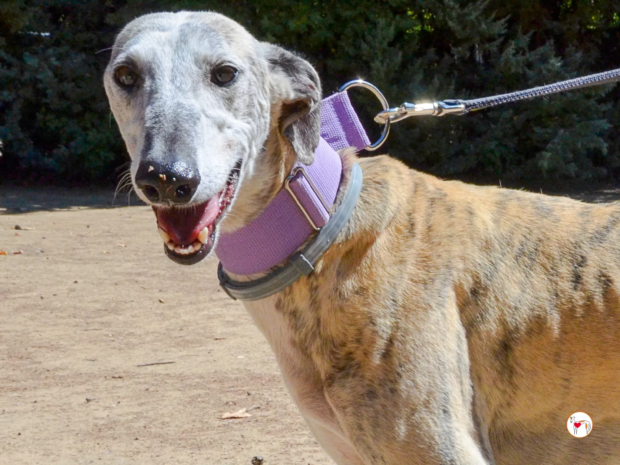 rocio galgo adozione 4