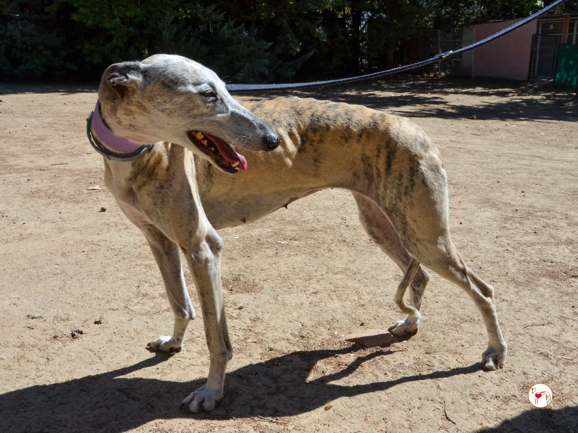 rocio galgo adozione 5