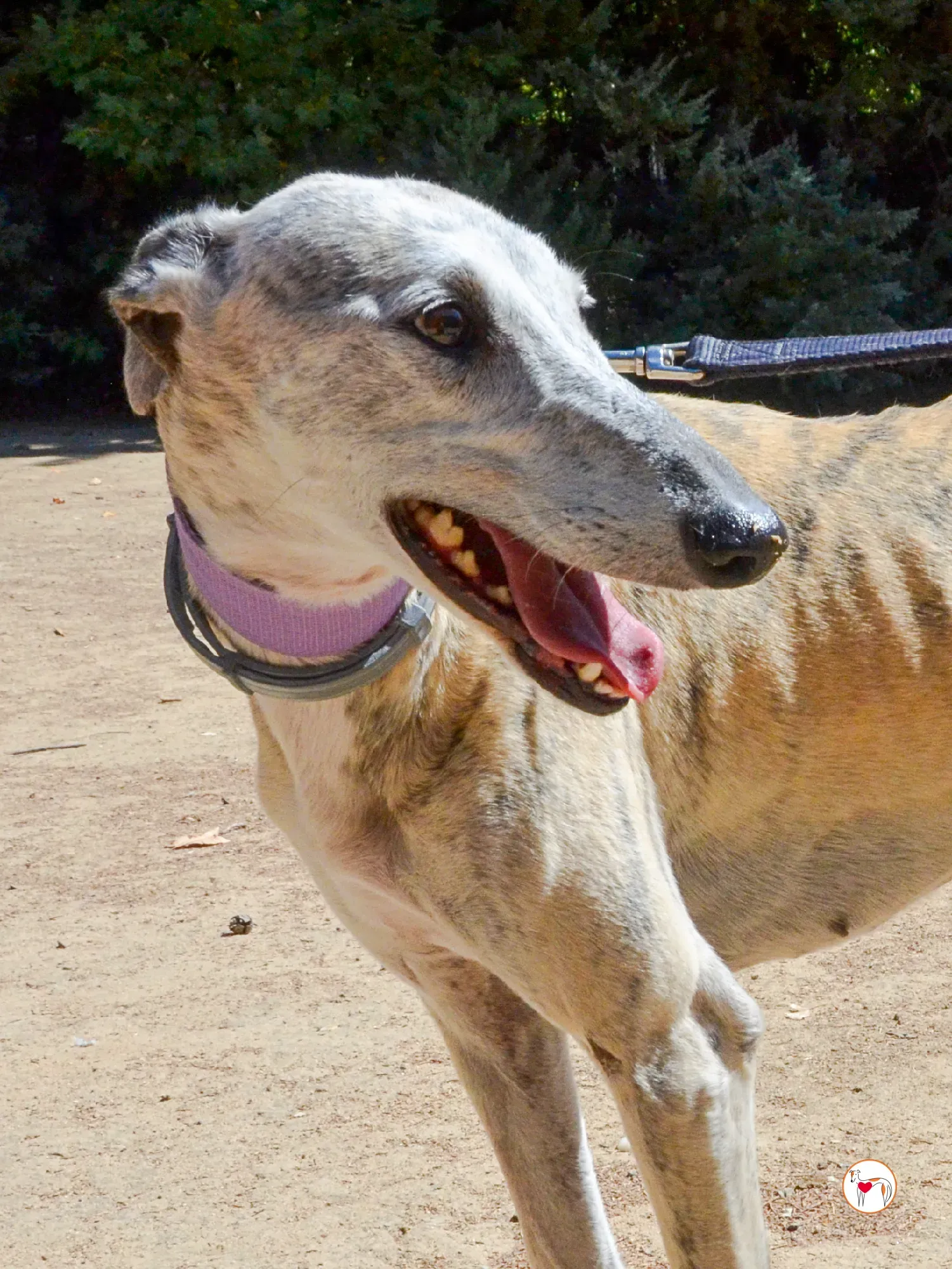 rocio galgo adozione 6