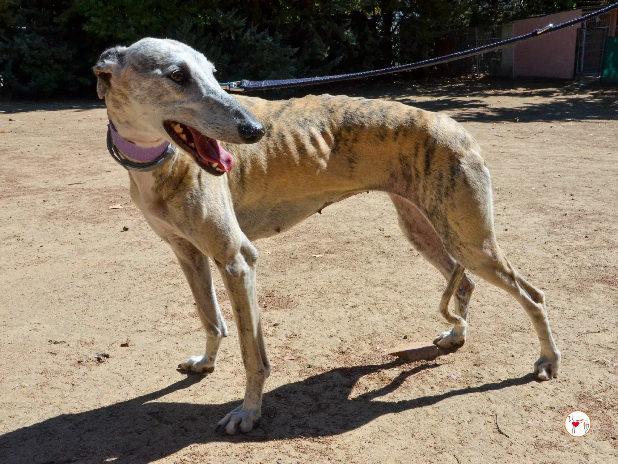 rocio galgo adozione 7