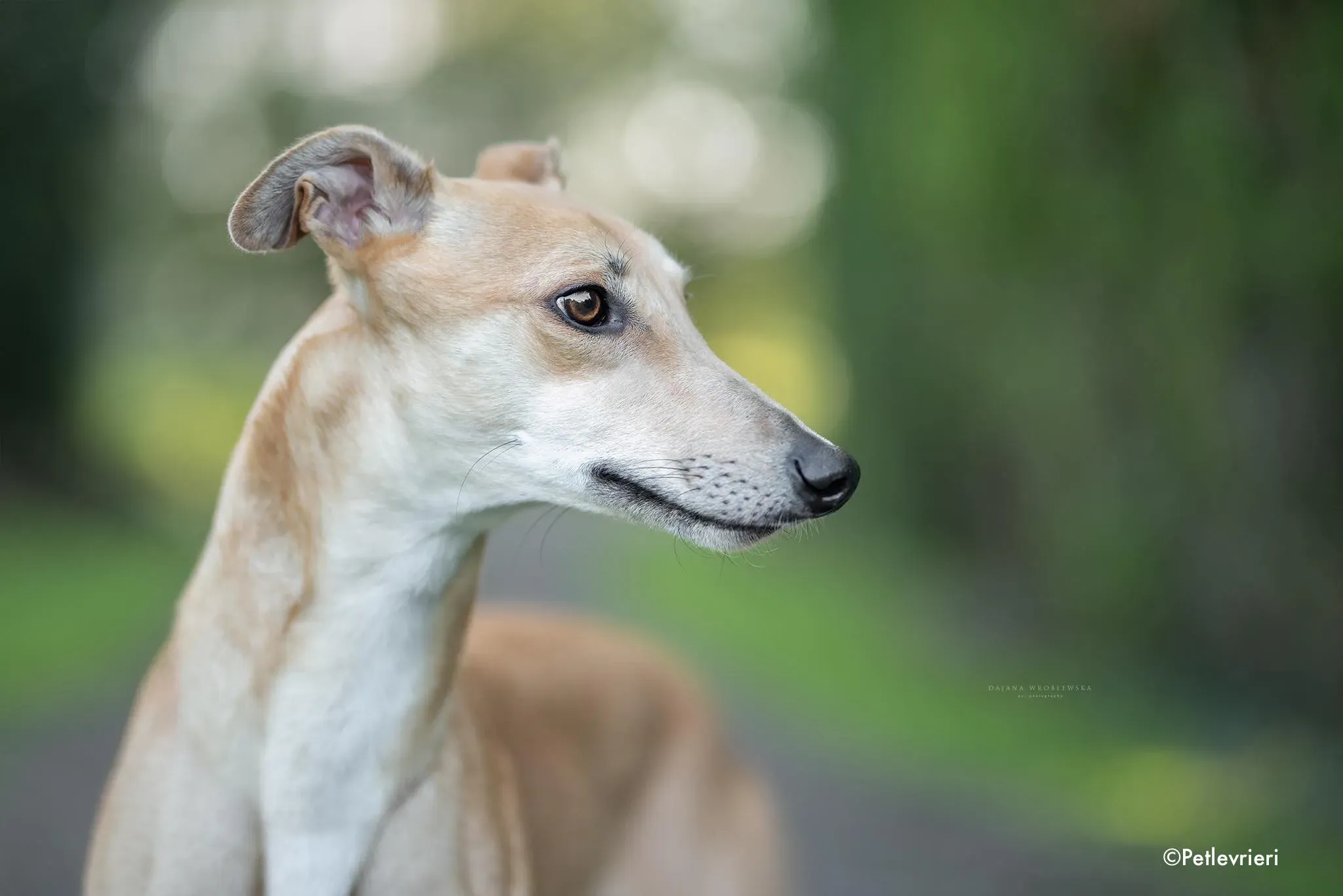 rocket adozione levrieri greyhound 1 2