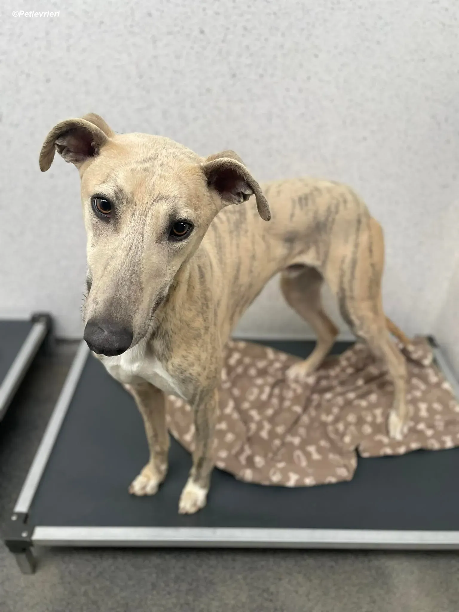 rocket adozione levrieri greyhound 1