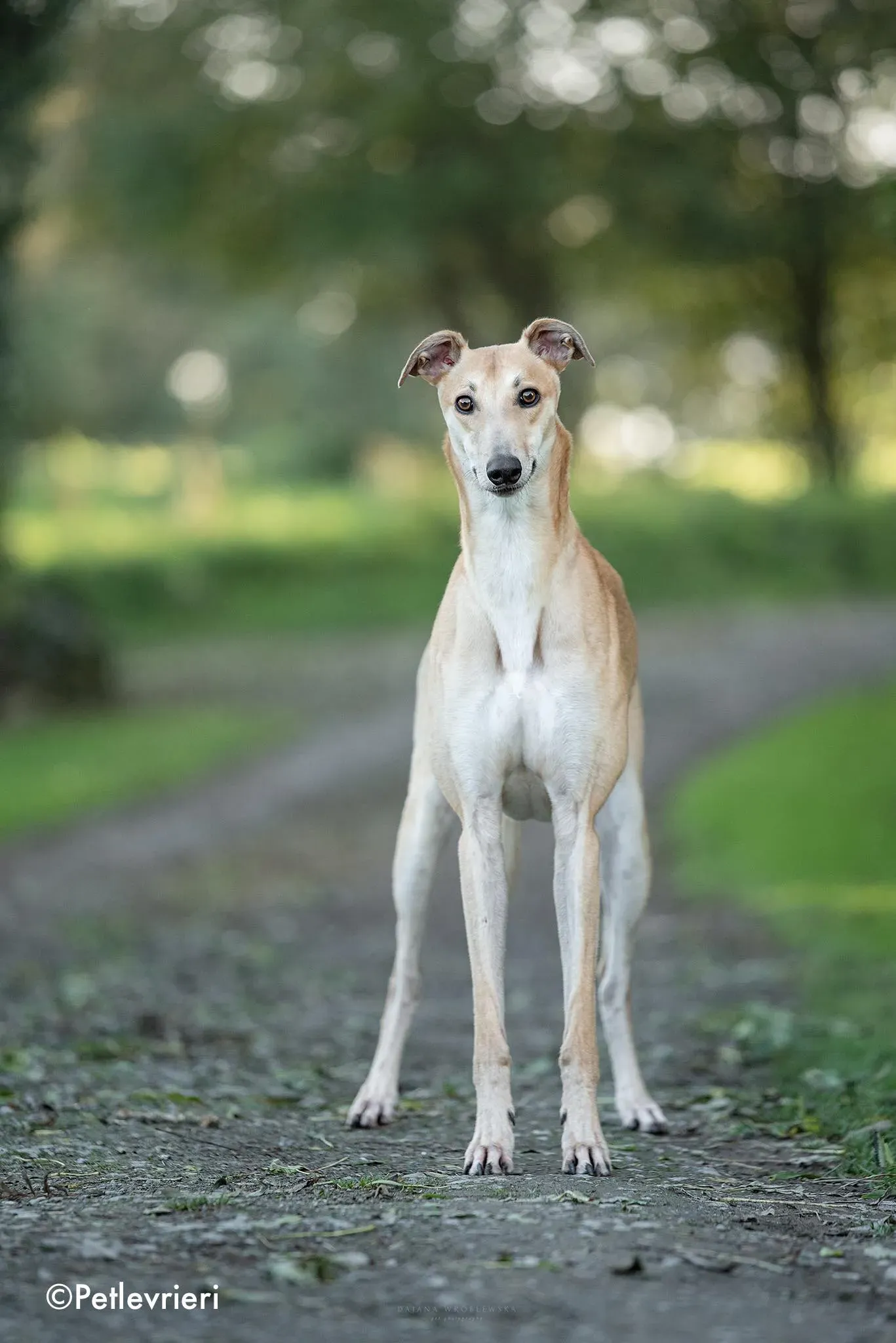 rocket adozione levrieri greyhound 2 1