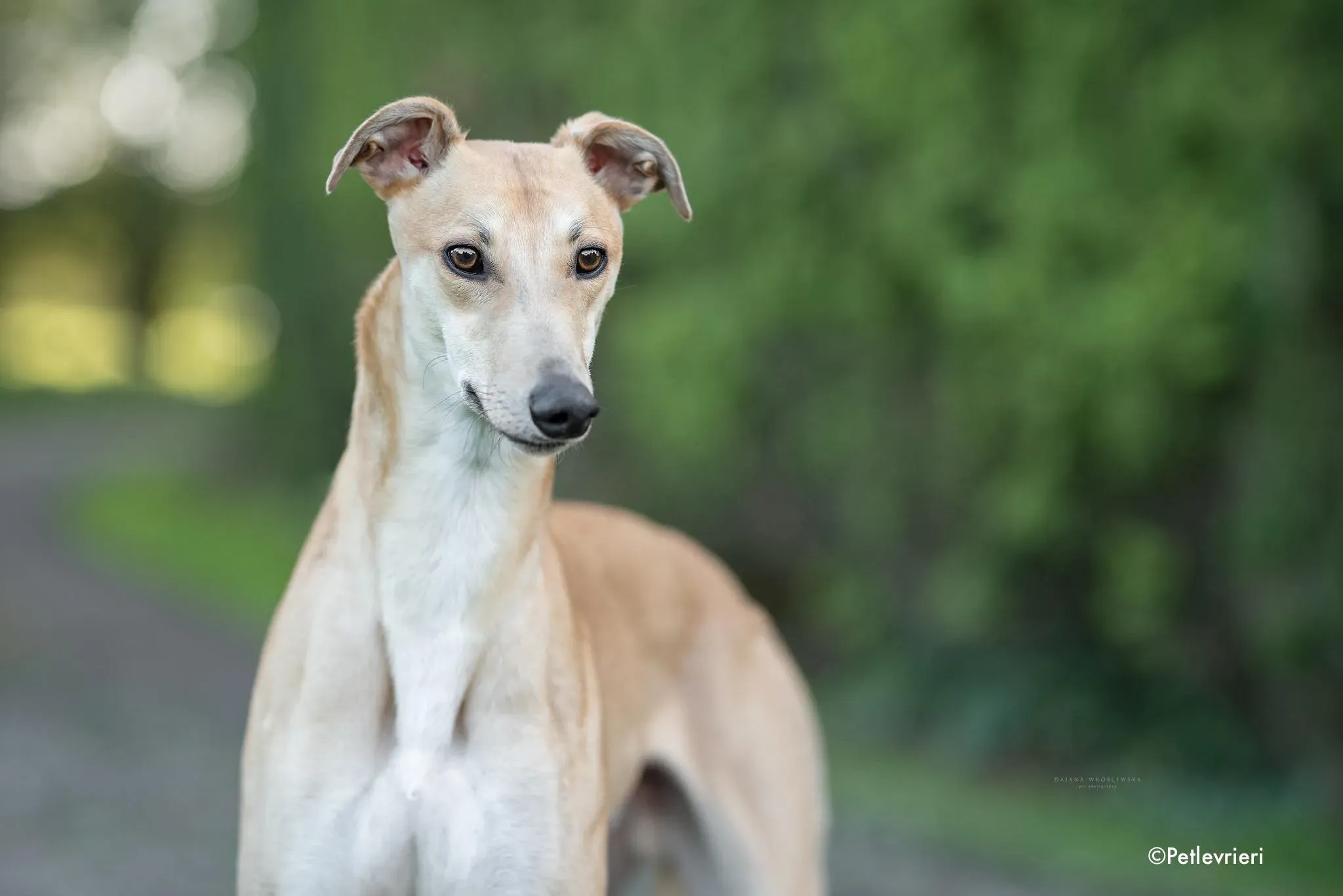 rocket adozione levrieri greyhound 3 1