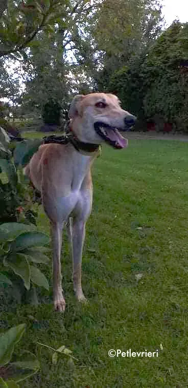 rocket adozione levrieri greyhound 3