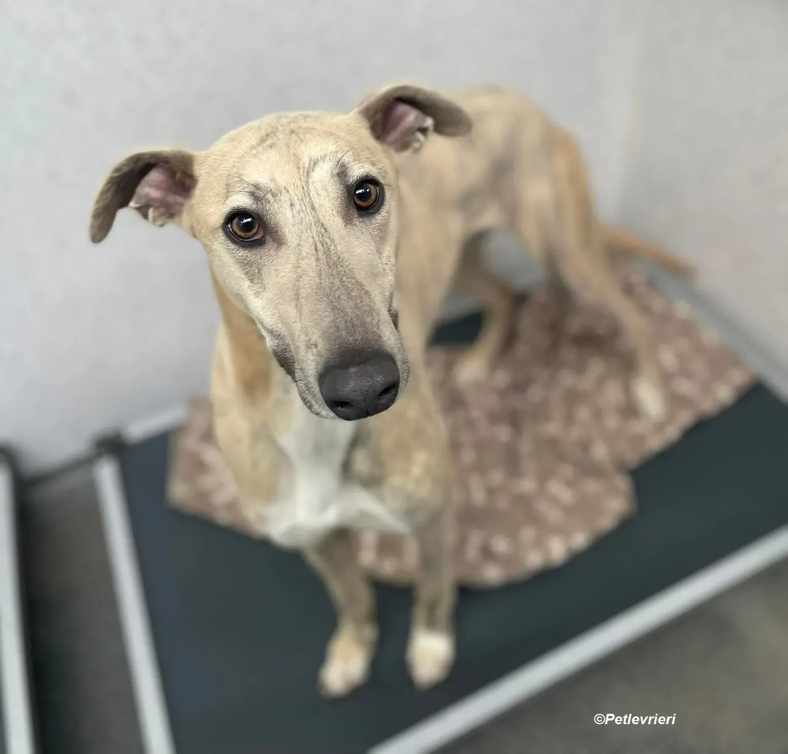 rocket adozione levrieri greyhound 4