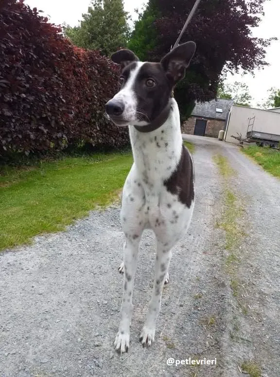 rocky adozione greyhound 1