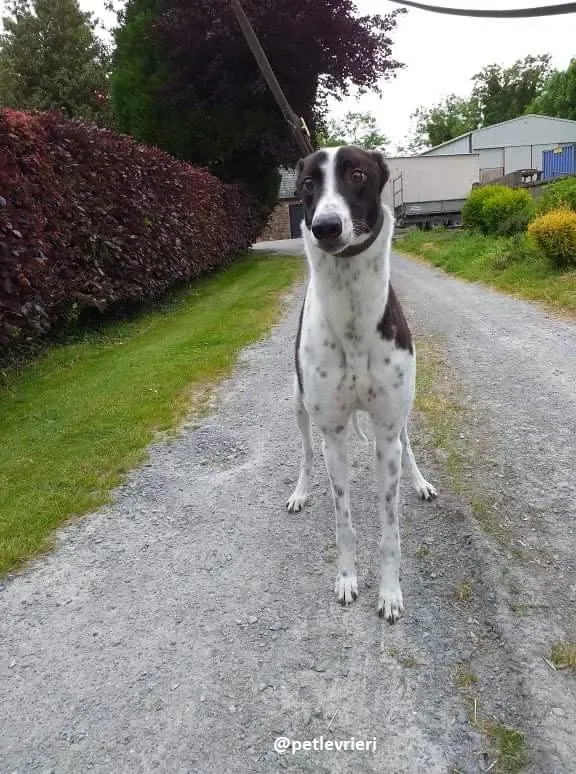 rocky adozione greyhound 2