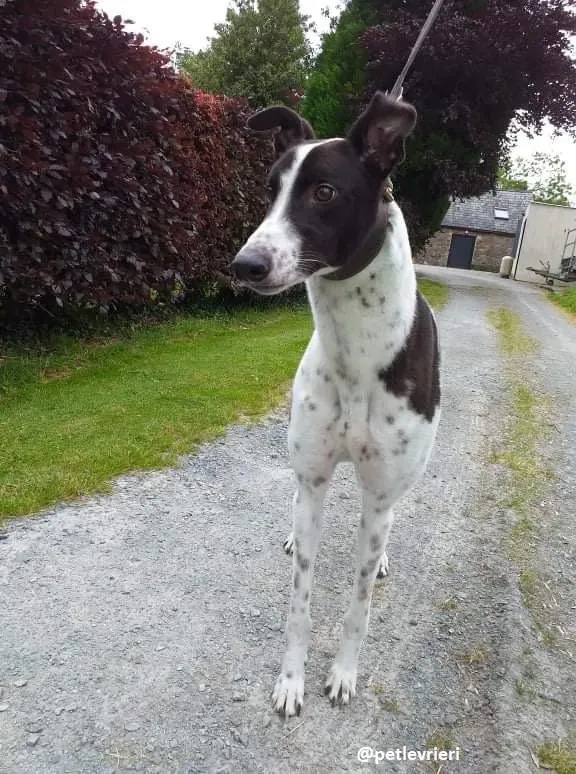 rocky adozione greyhound 3