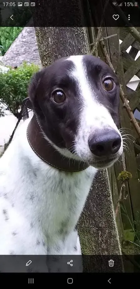 rocky adozione greyhound