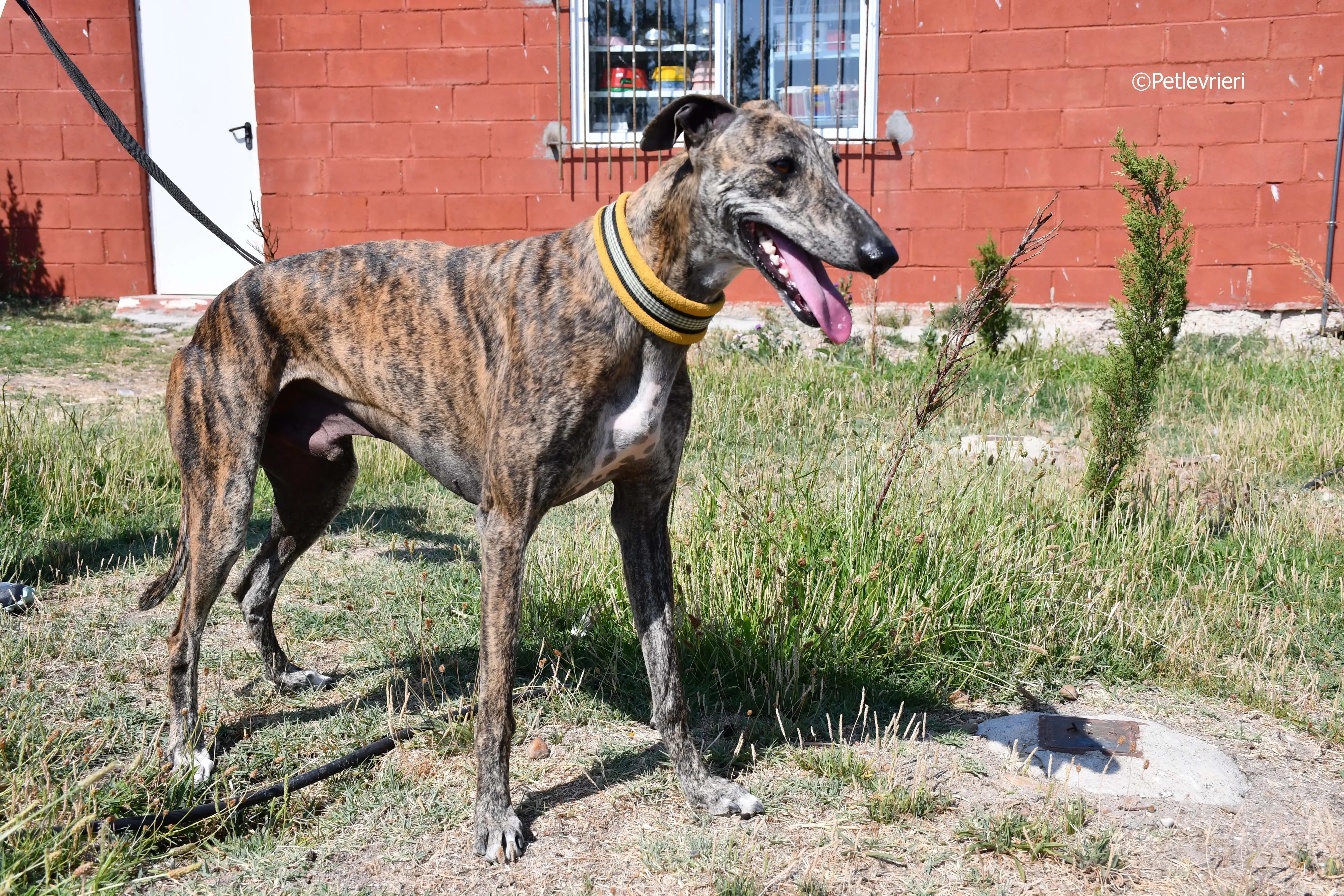 rocky adozione levrieri galgo 10