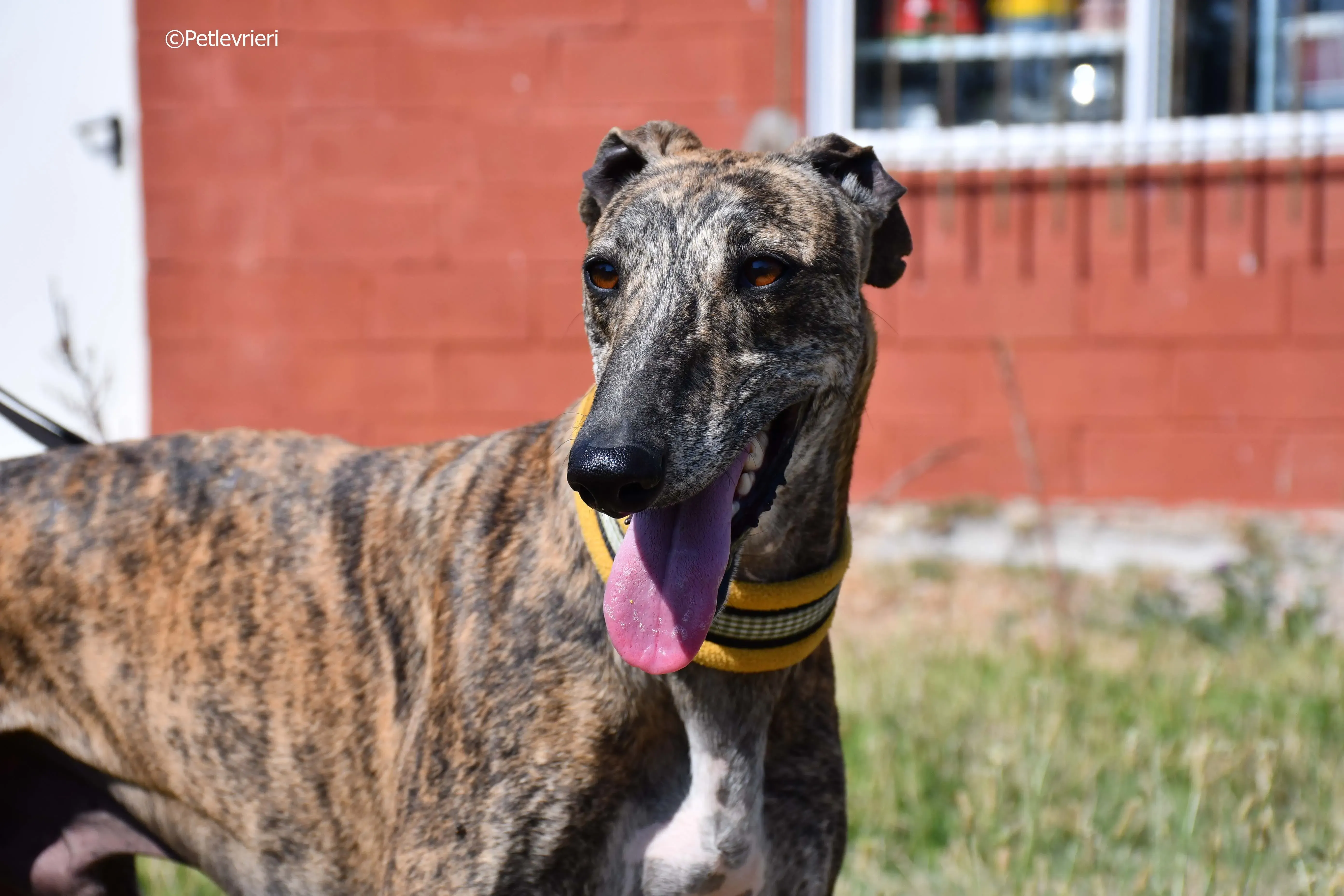 rocky adozione levrieri galgo 11