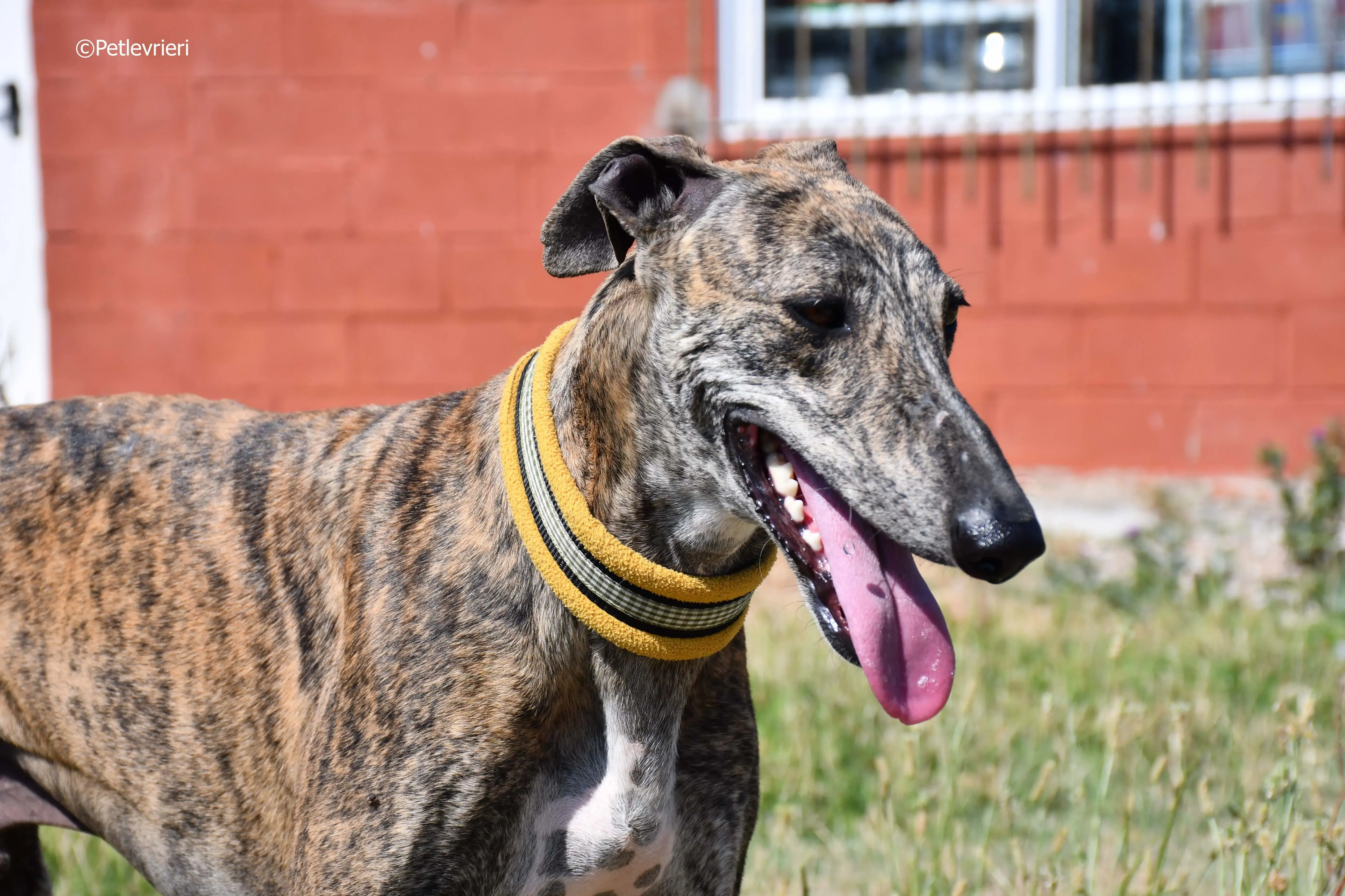 rocky adozione levrieri galgo 12