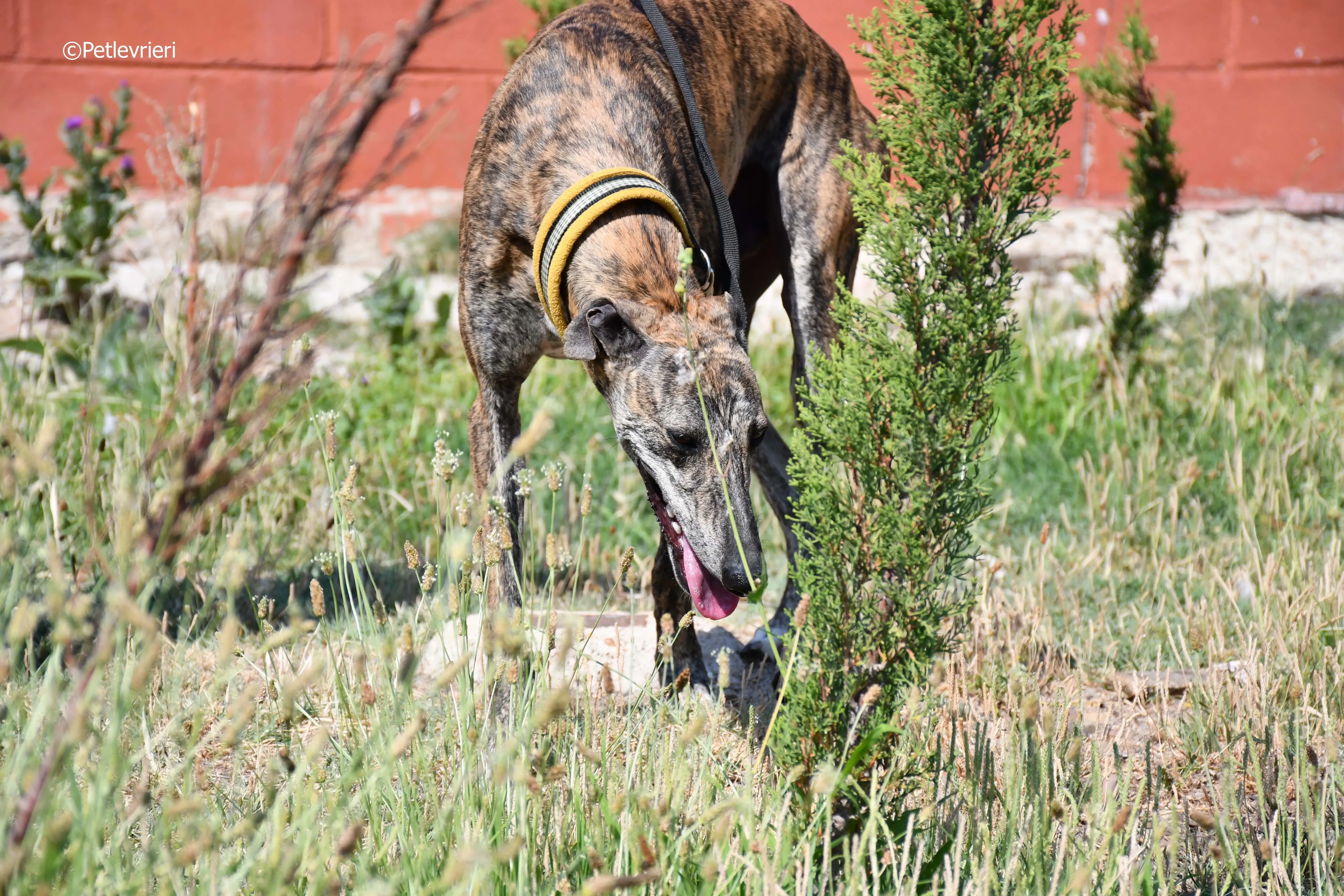 rocky adozione levrieri galgo 13