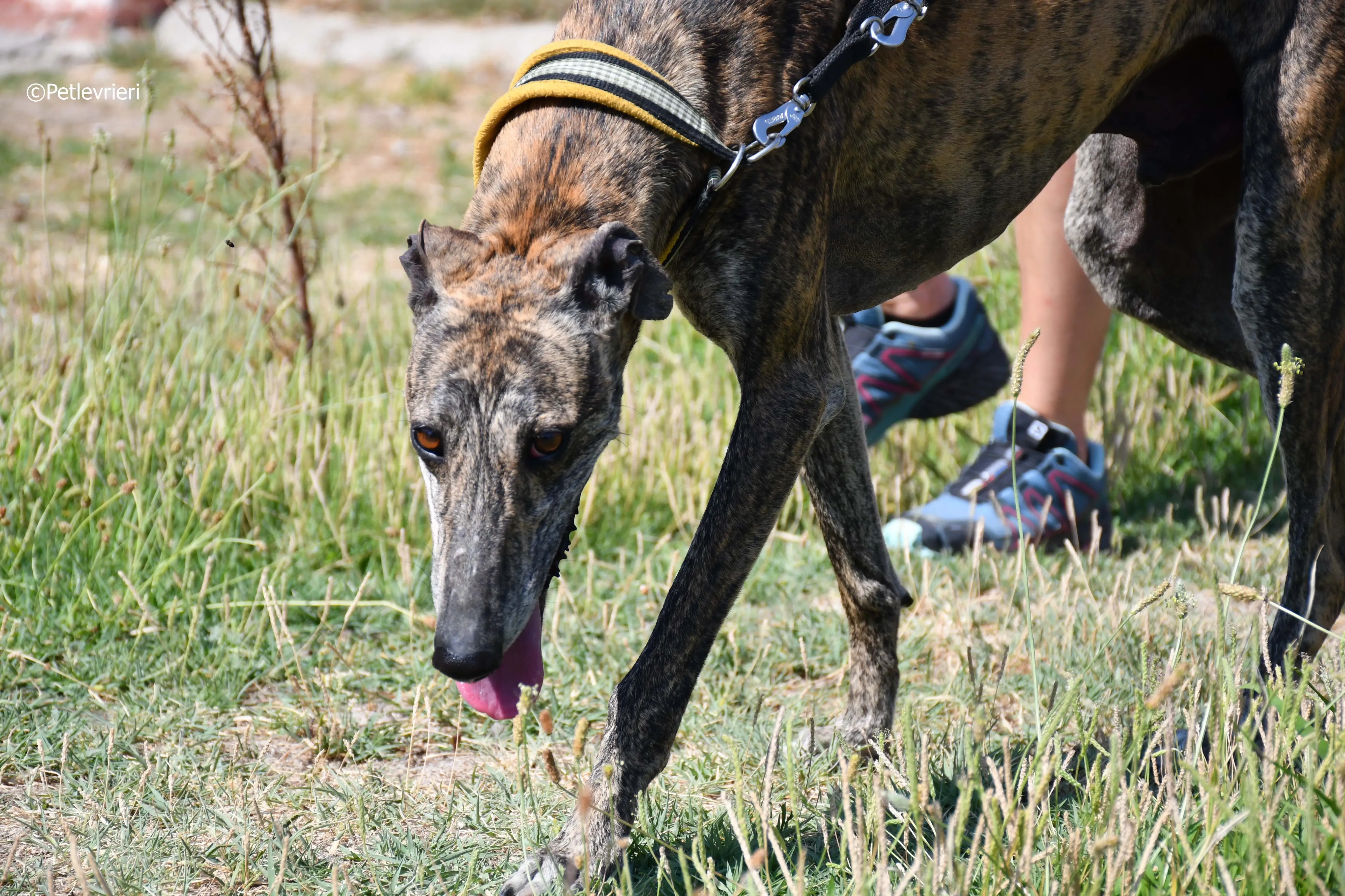 rocky adozione levrieri galgo 14