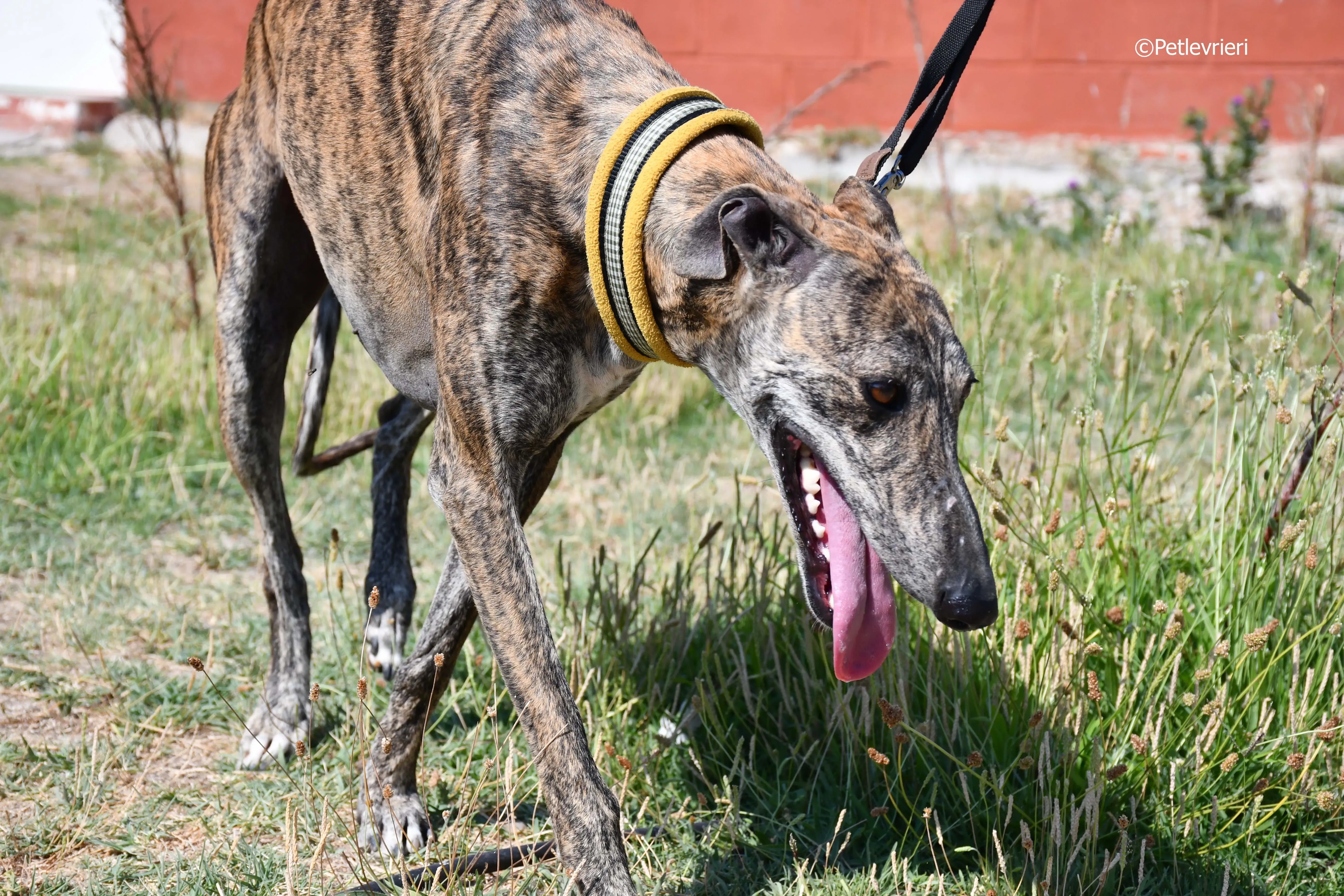 rocky adozione levrieri galgo 15