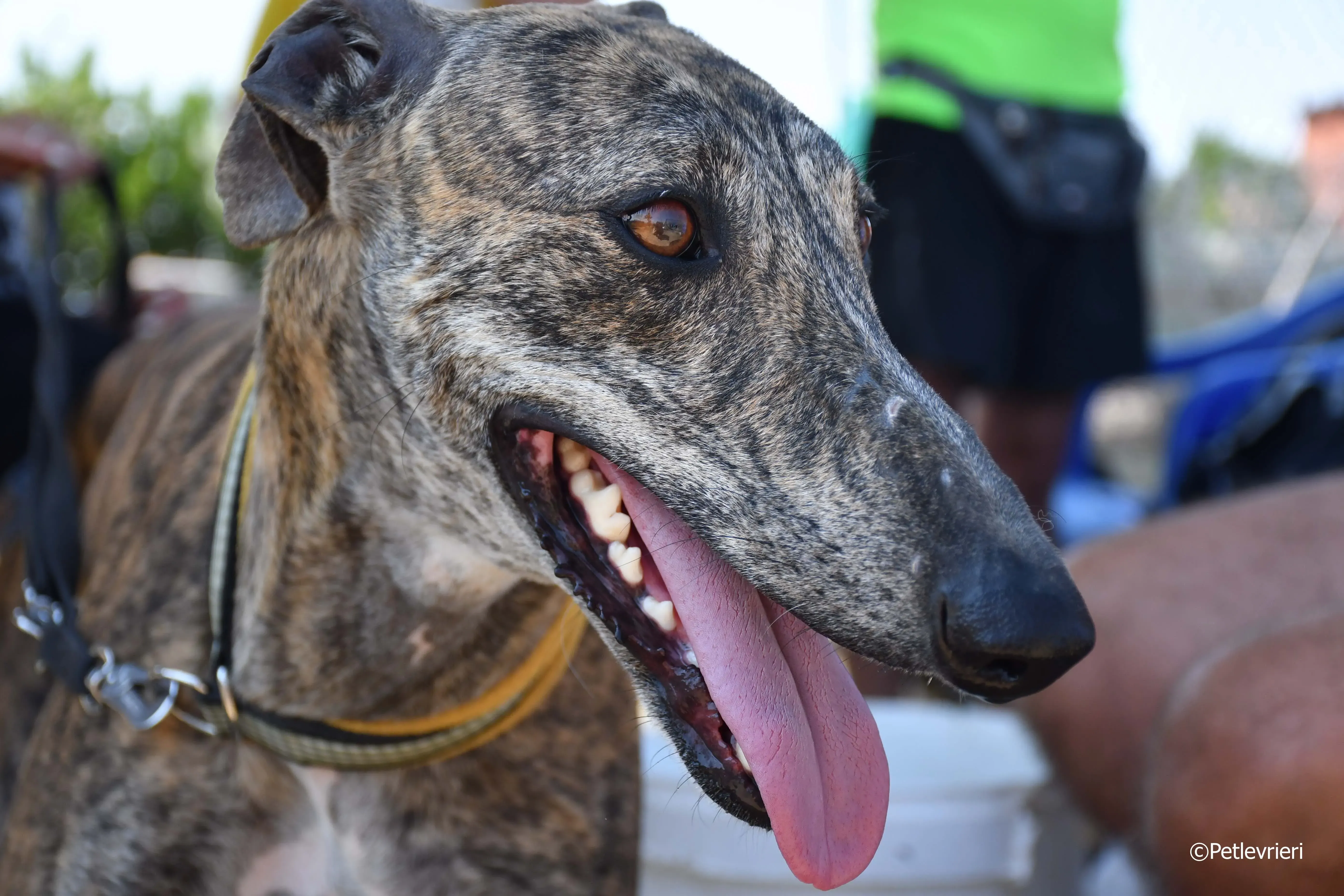 rocky adozione levrieri galgo 16