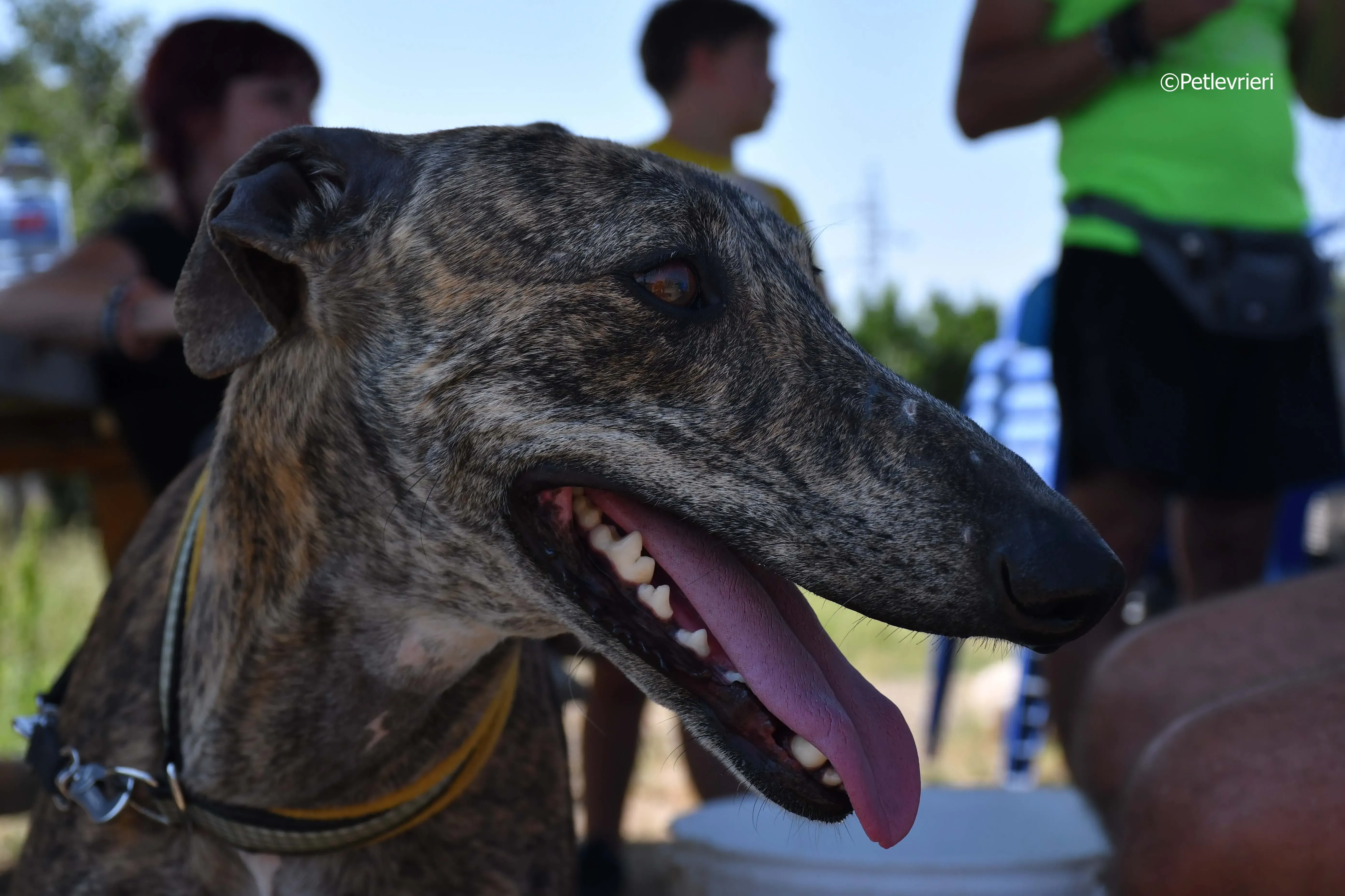 rocky adozione levrieri galgo 17