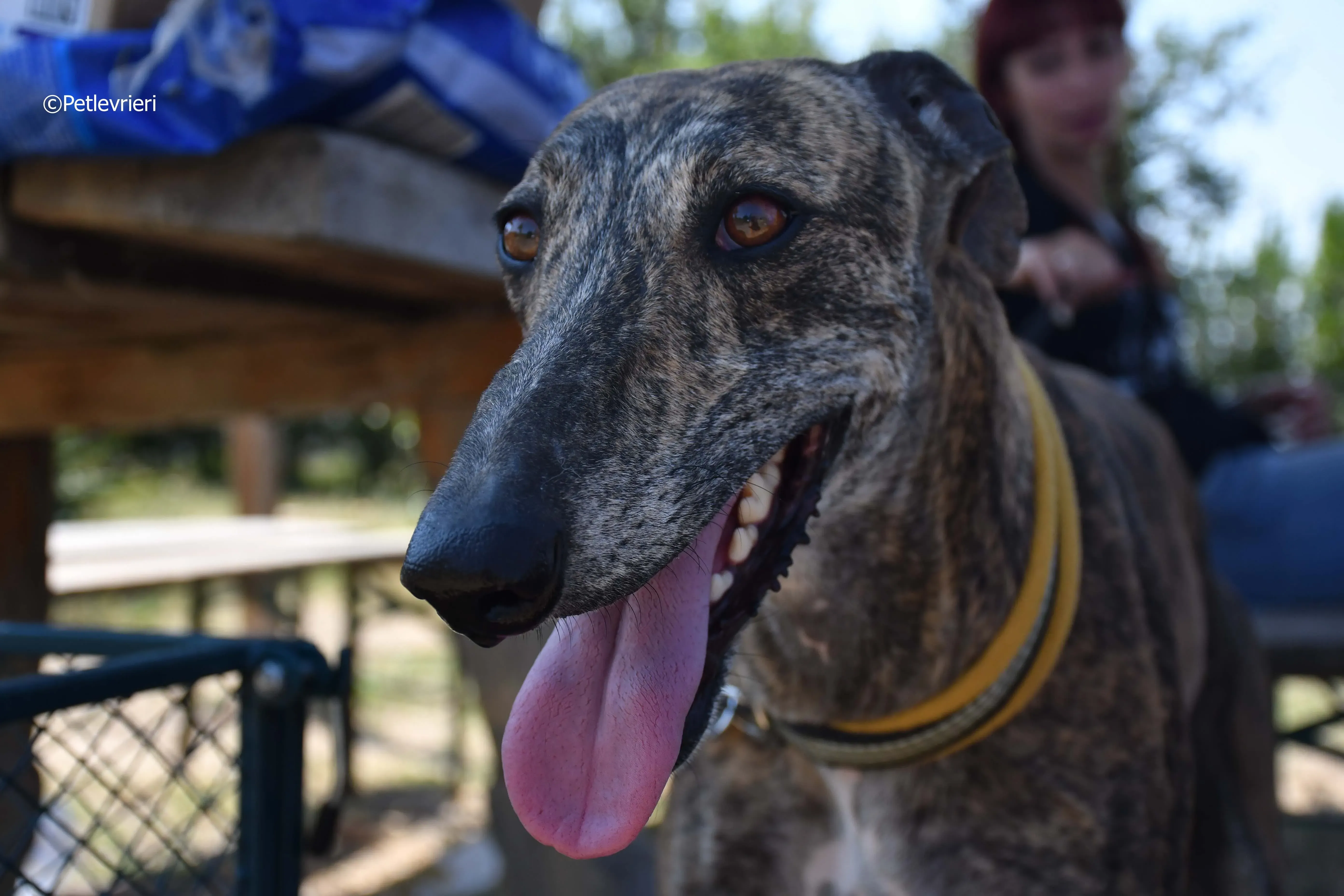 rocky adozione levrieri galgo 18