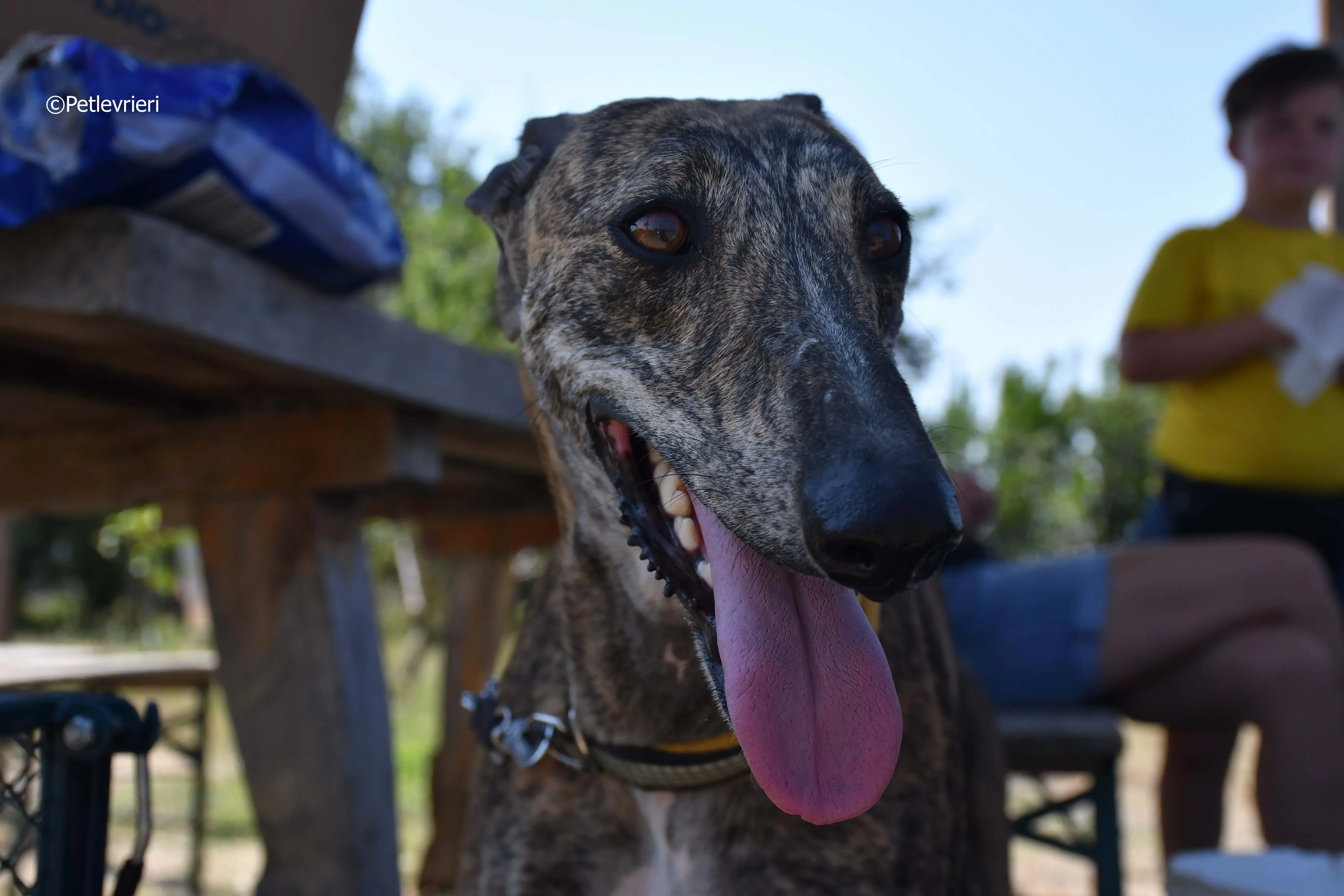 rocky adozione levrieri galgo 19