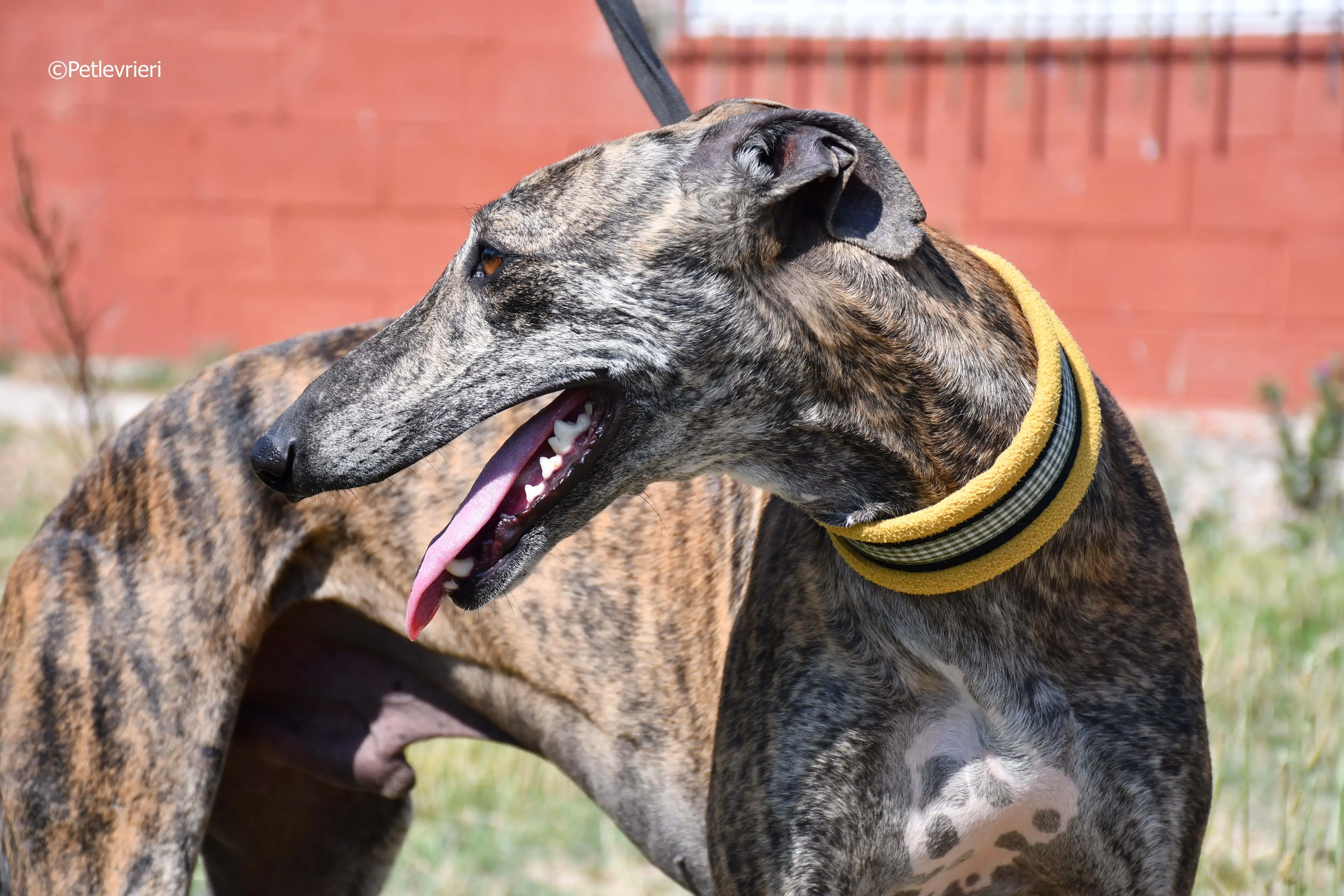 rocky adozione levrieri galgo 2