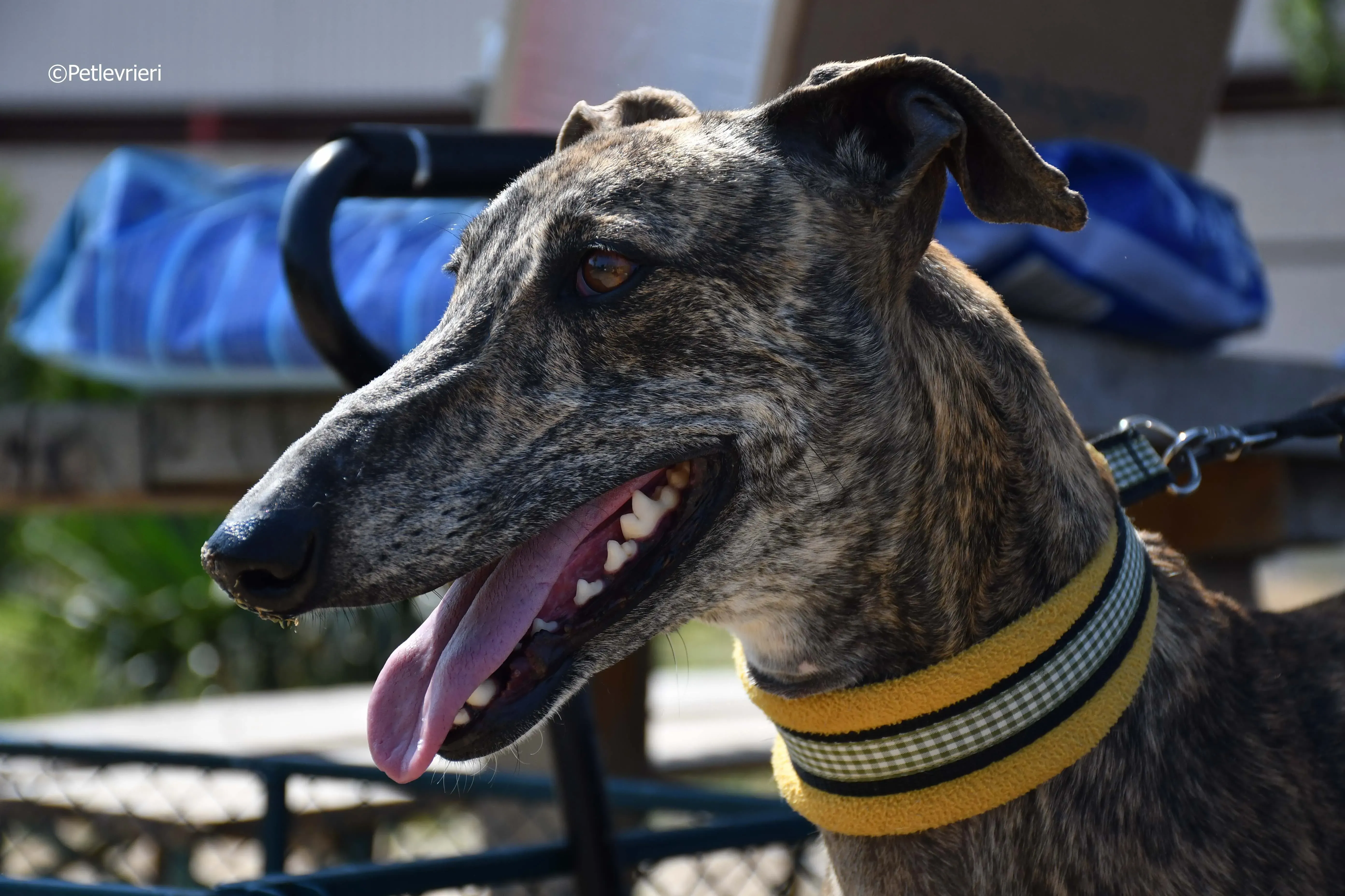 rocky adozione levrieri galgo 20