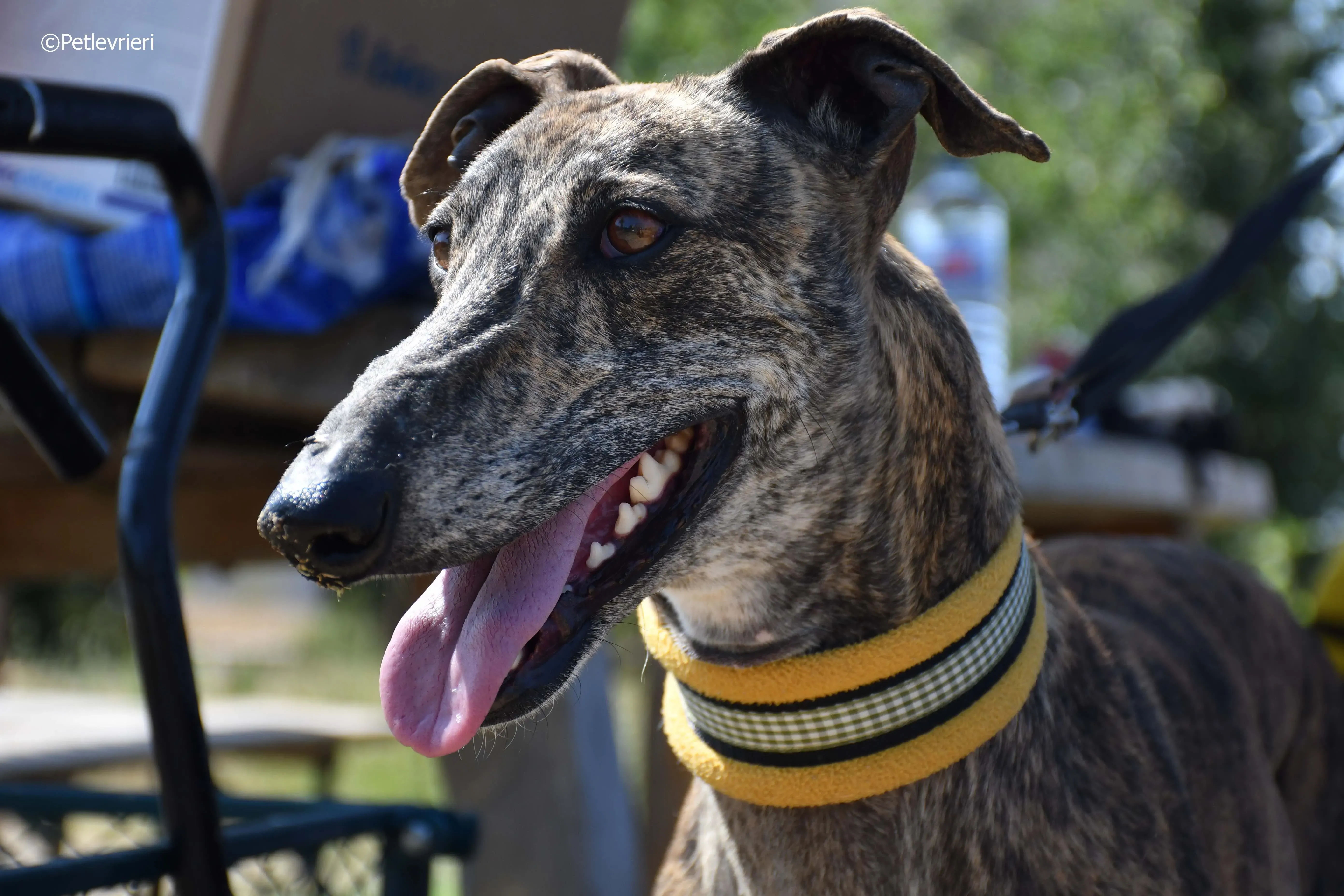 rocky adozione levrieri galgo 21