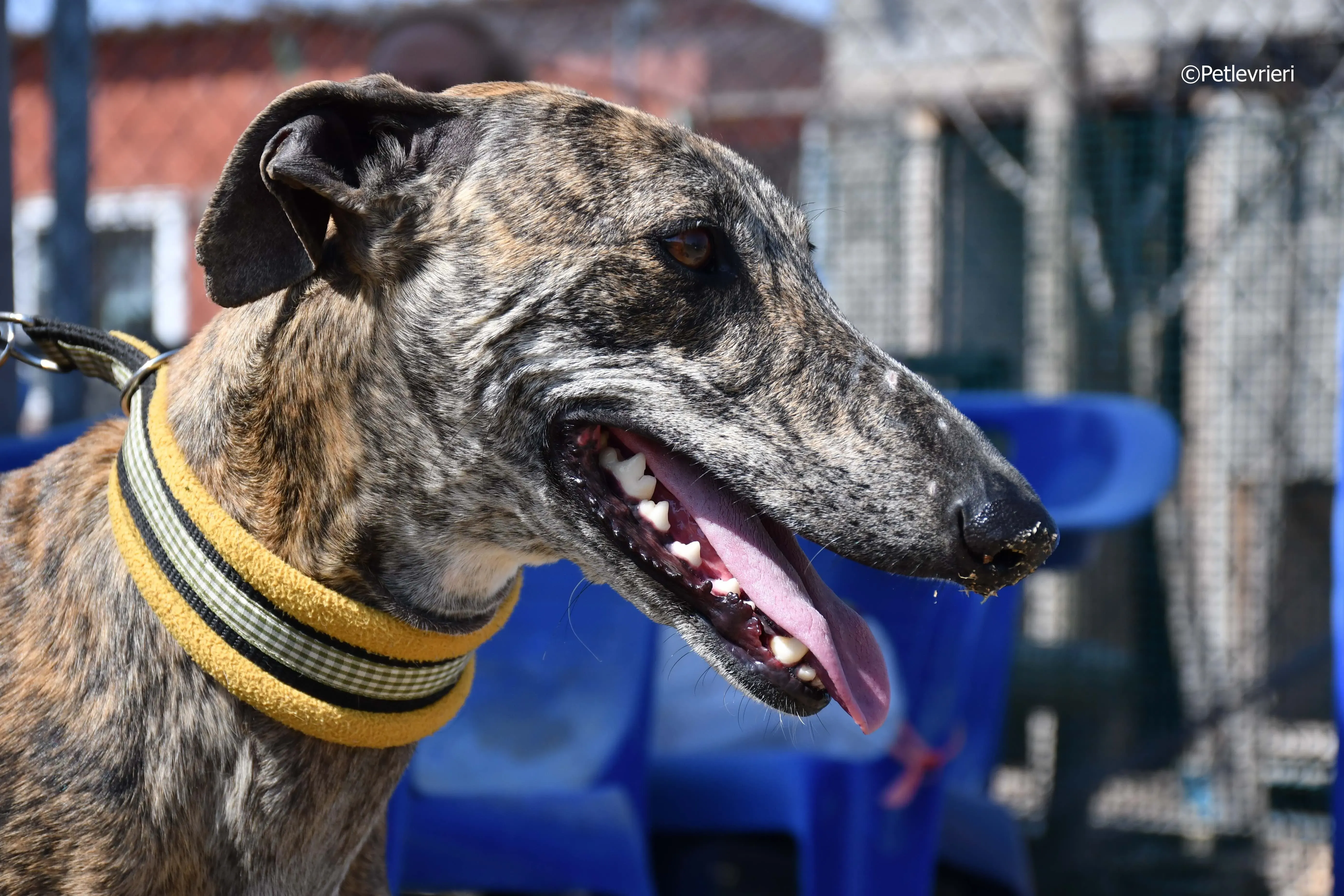 rocky adozione levrieri galgo 22