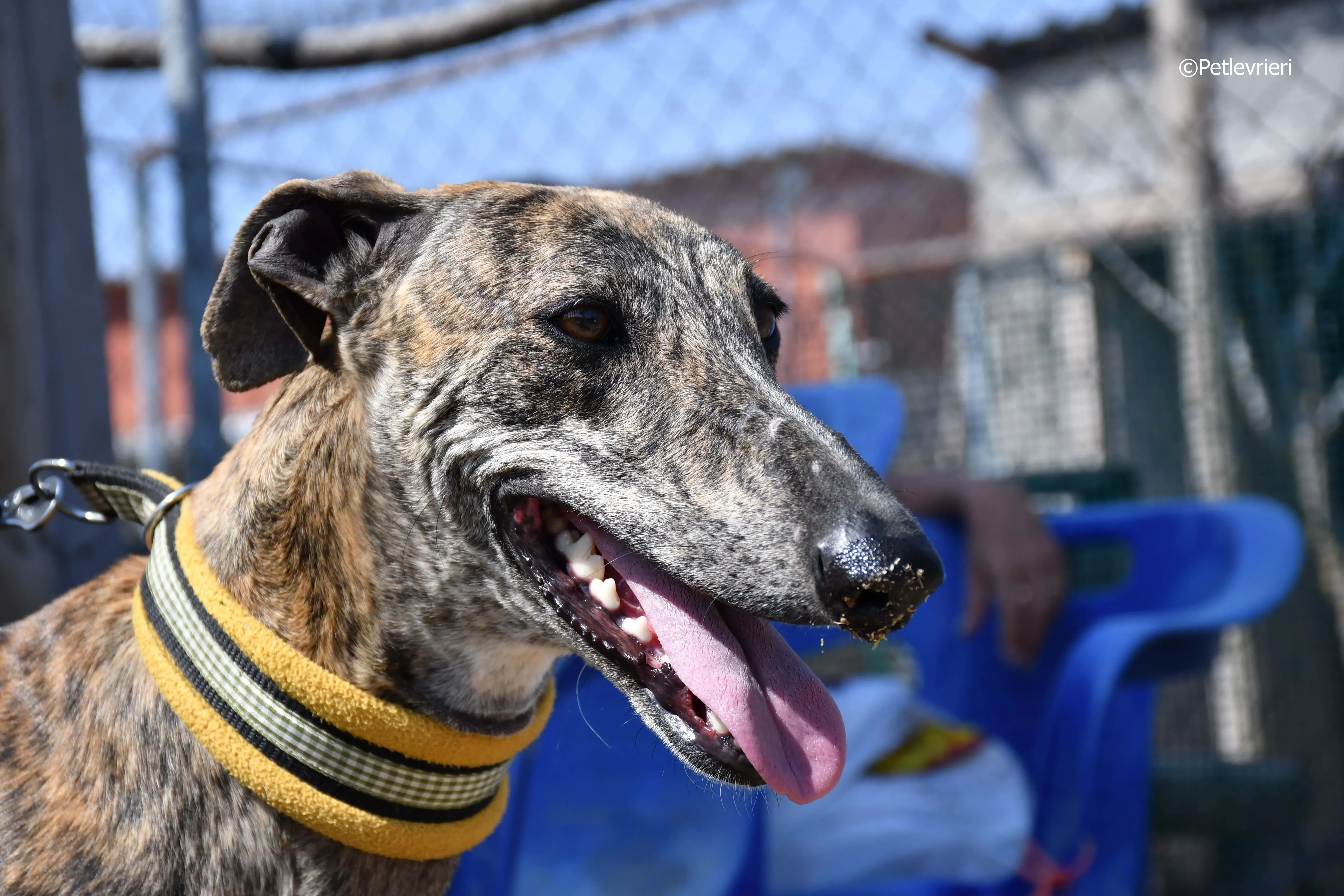 rocky adozione levrieri galgo 23