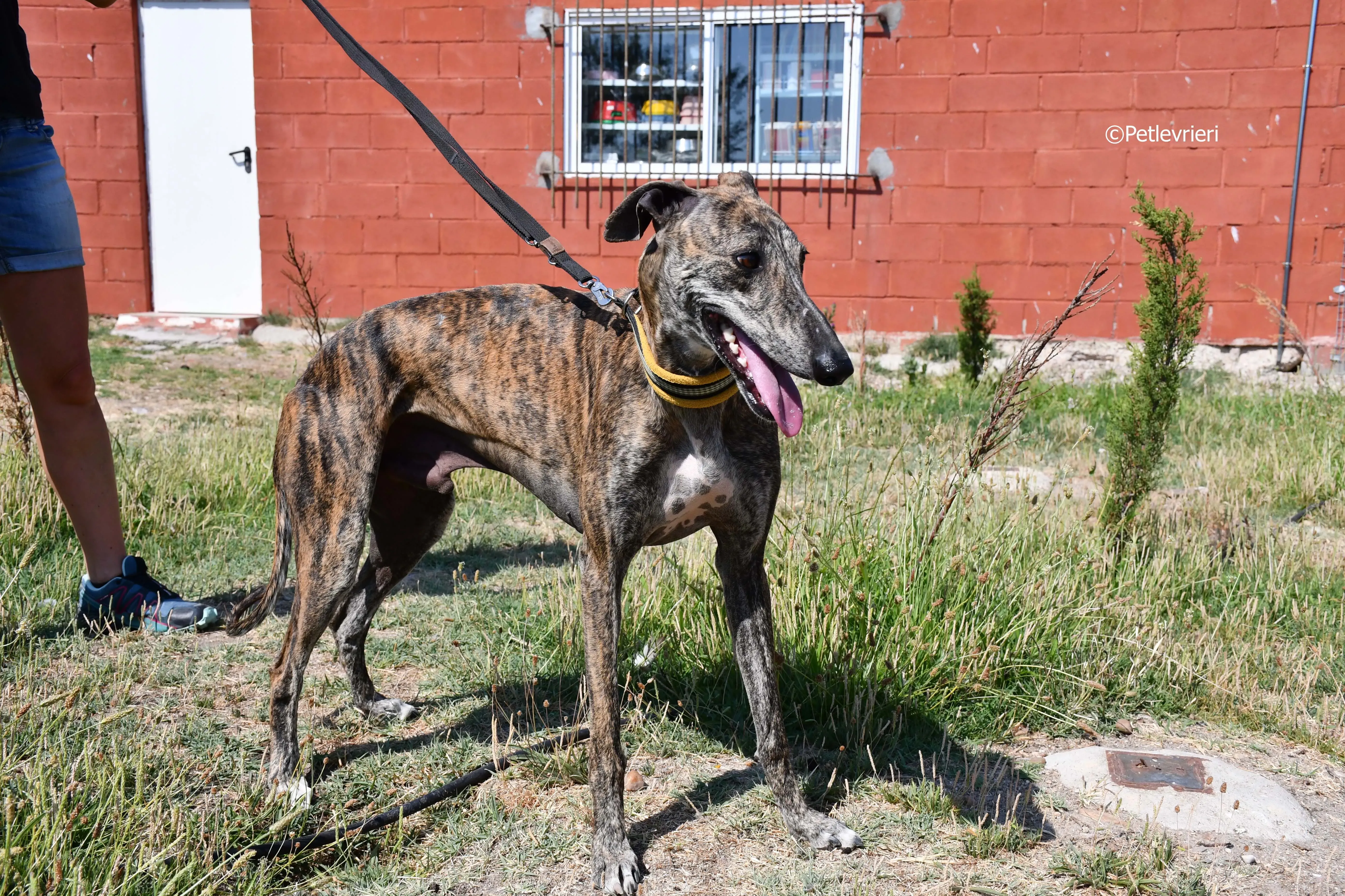 rocky adozione levrieri galgo 3