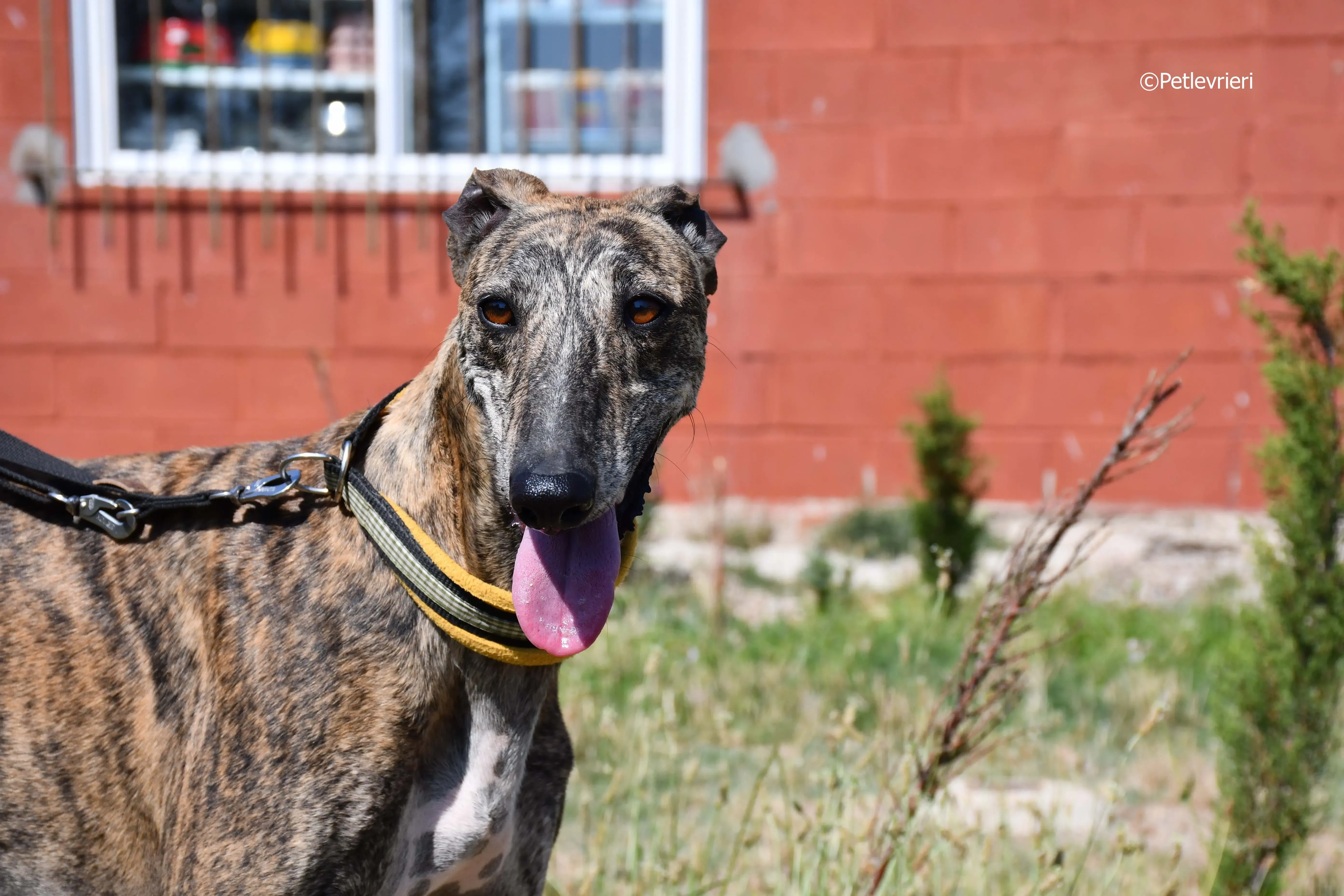 rocky adozione levrieri galgo 5