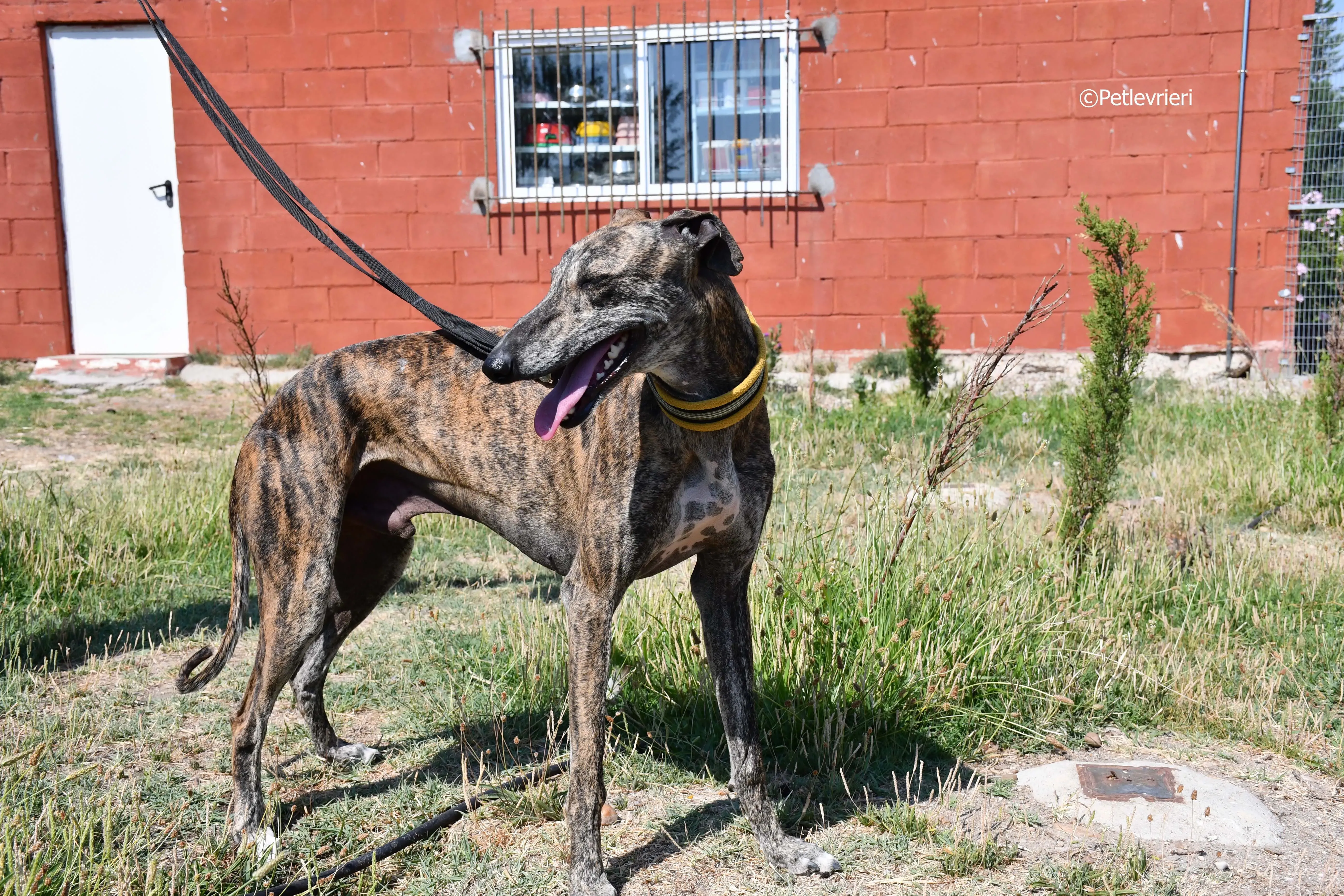 rocky adozione levrieri galgo 6