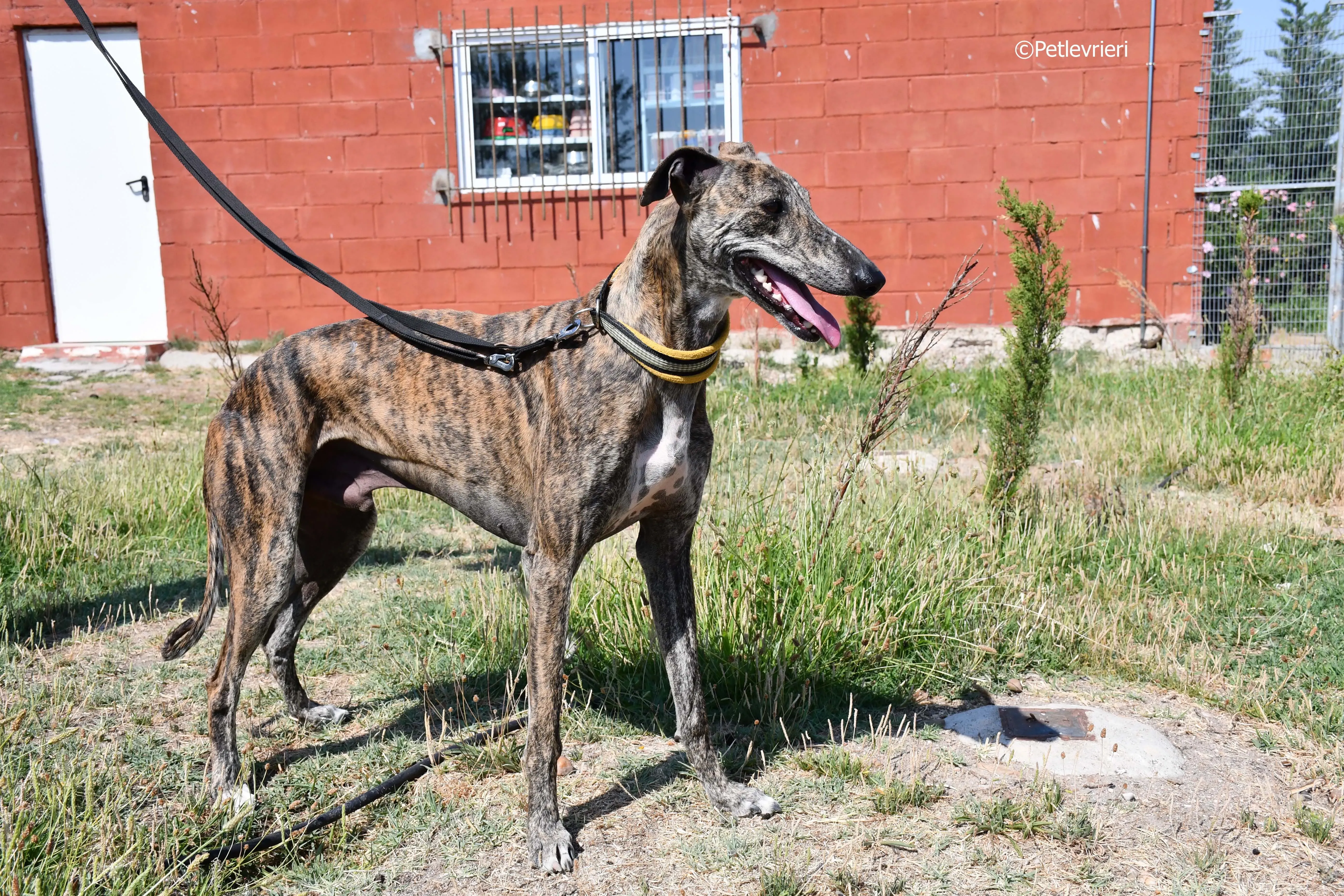 rocky adozione levrieri galgo 7
