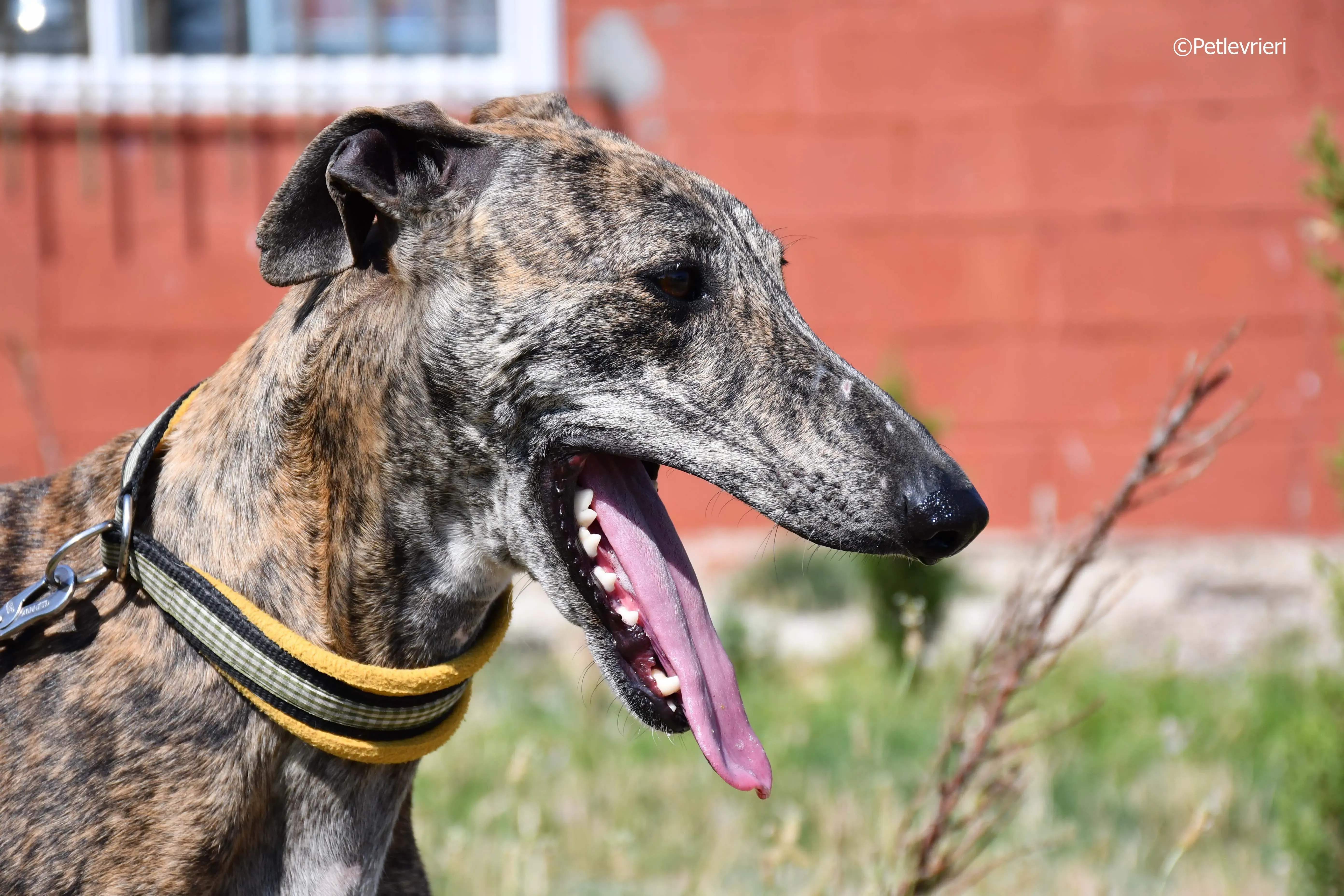 rocky adozione levrieri galgo 8