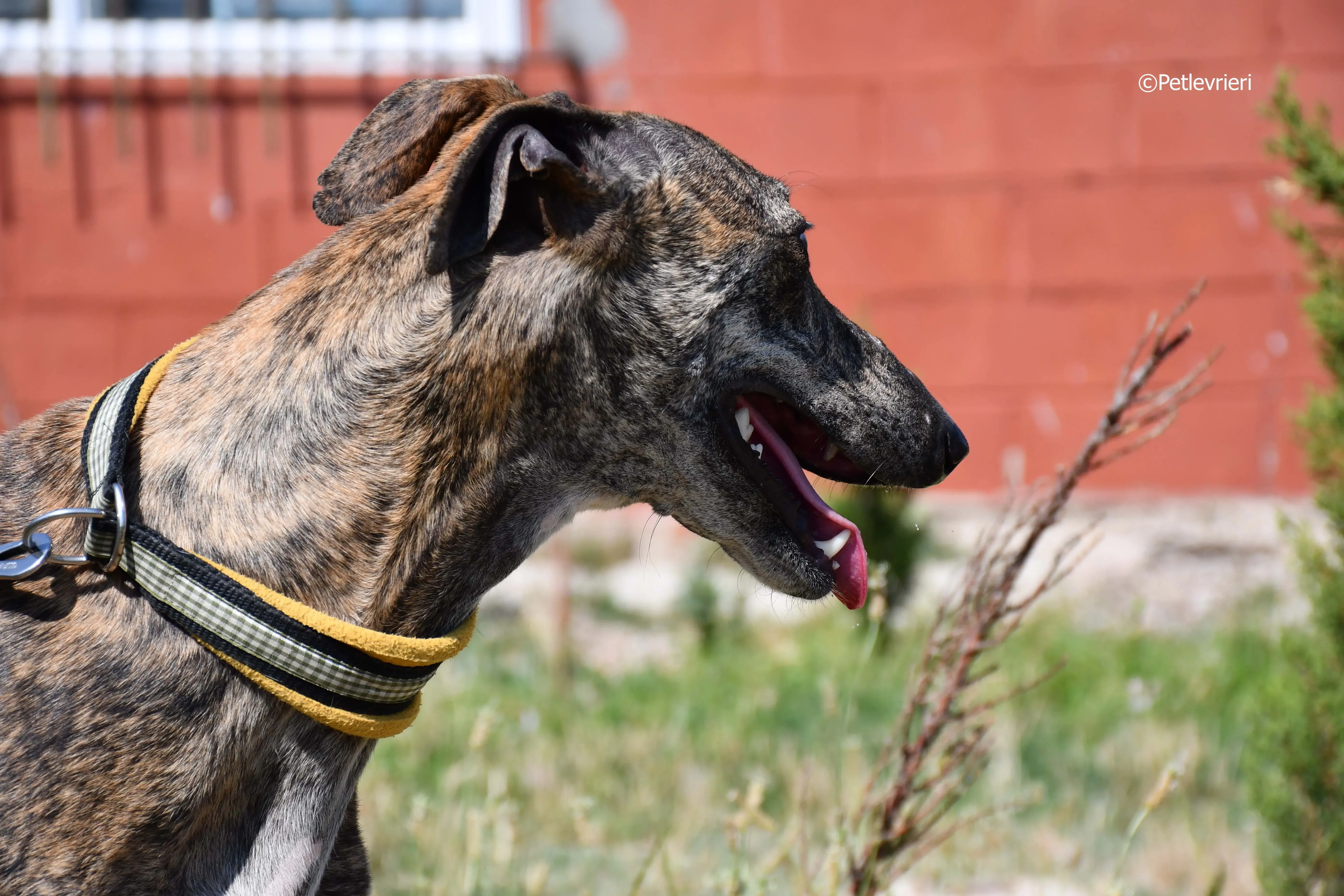 rocky adozione levrieri galgo 9