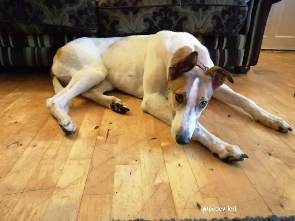 rodger adozione greyhound 1